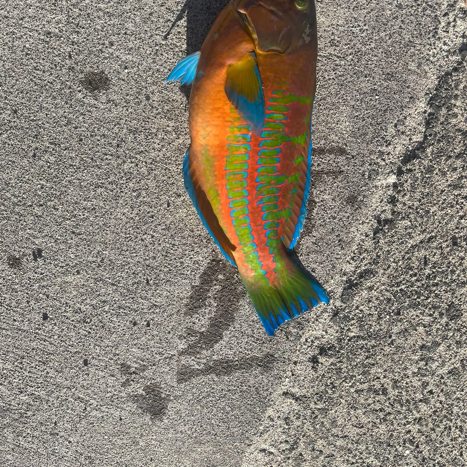 The most popular recent Cortez rainbow wrasse catch on Fishbrain