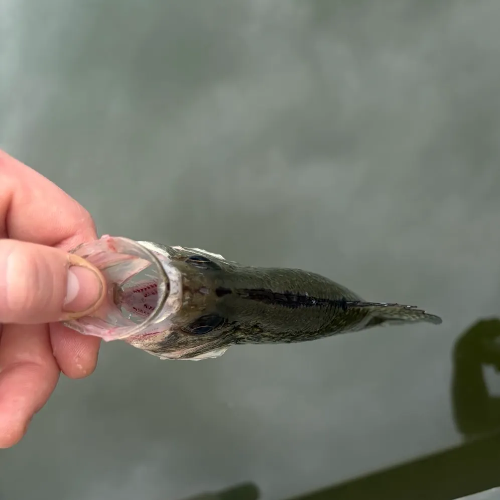 The most recent Magnolia crappie catches on Fishbrain
