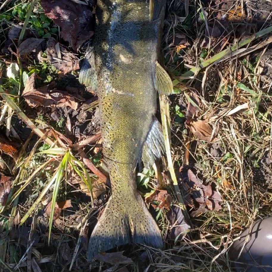 Chinook salmon caught on Fishbrain