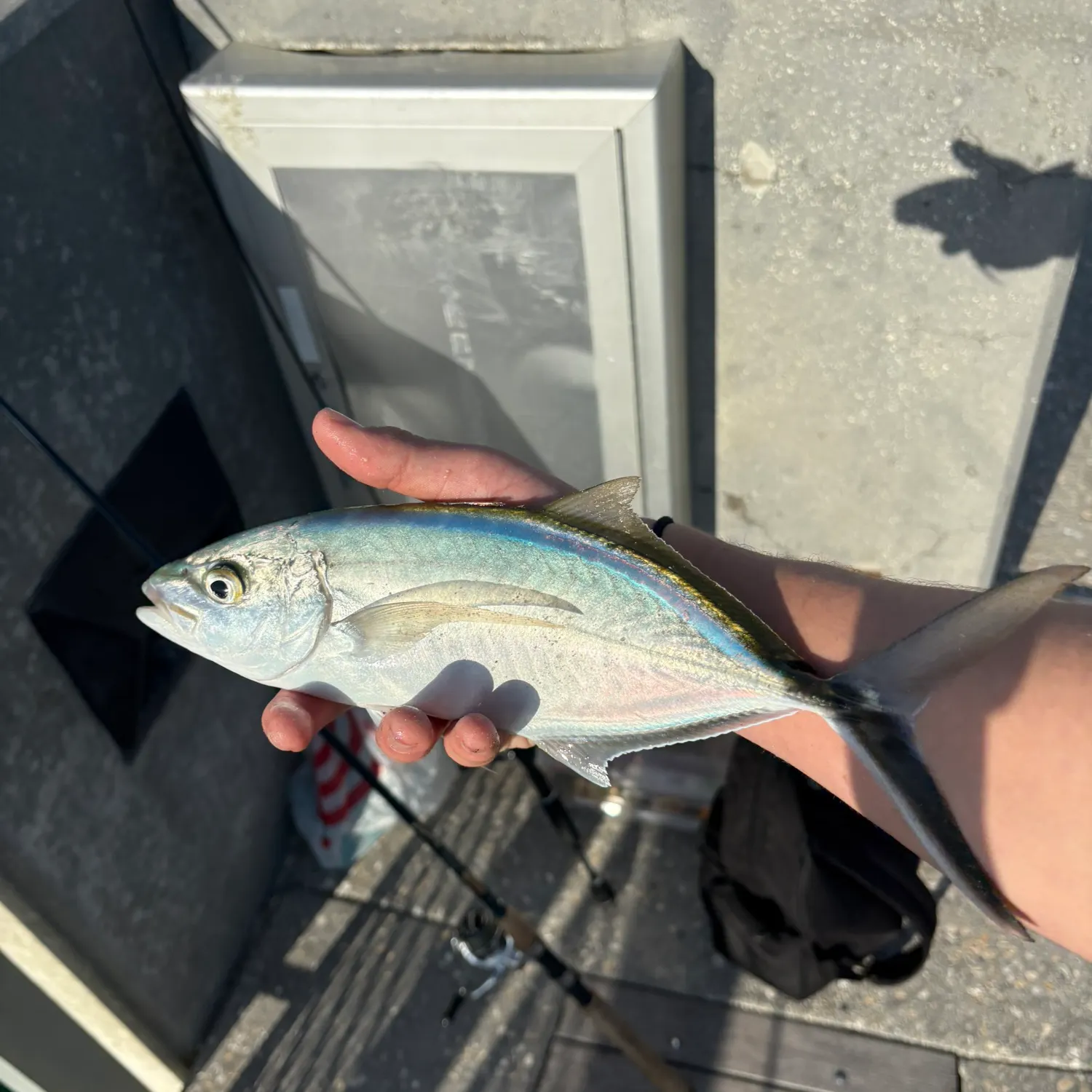 The most recent Yellow jack catches on Fishbrain