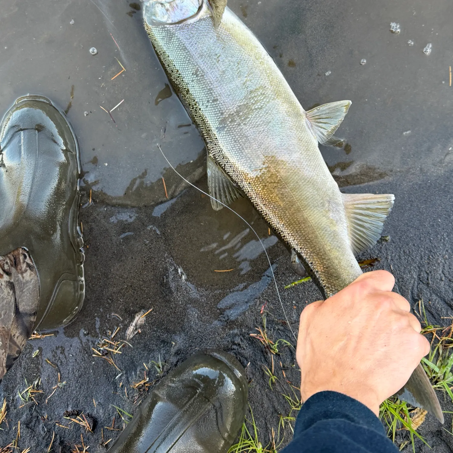 Coho salmon caught on Fishbrain