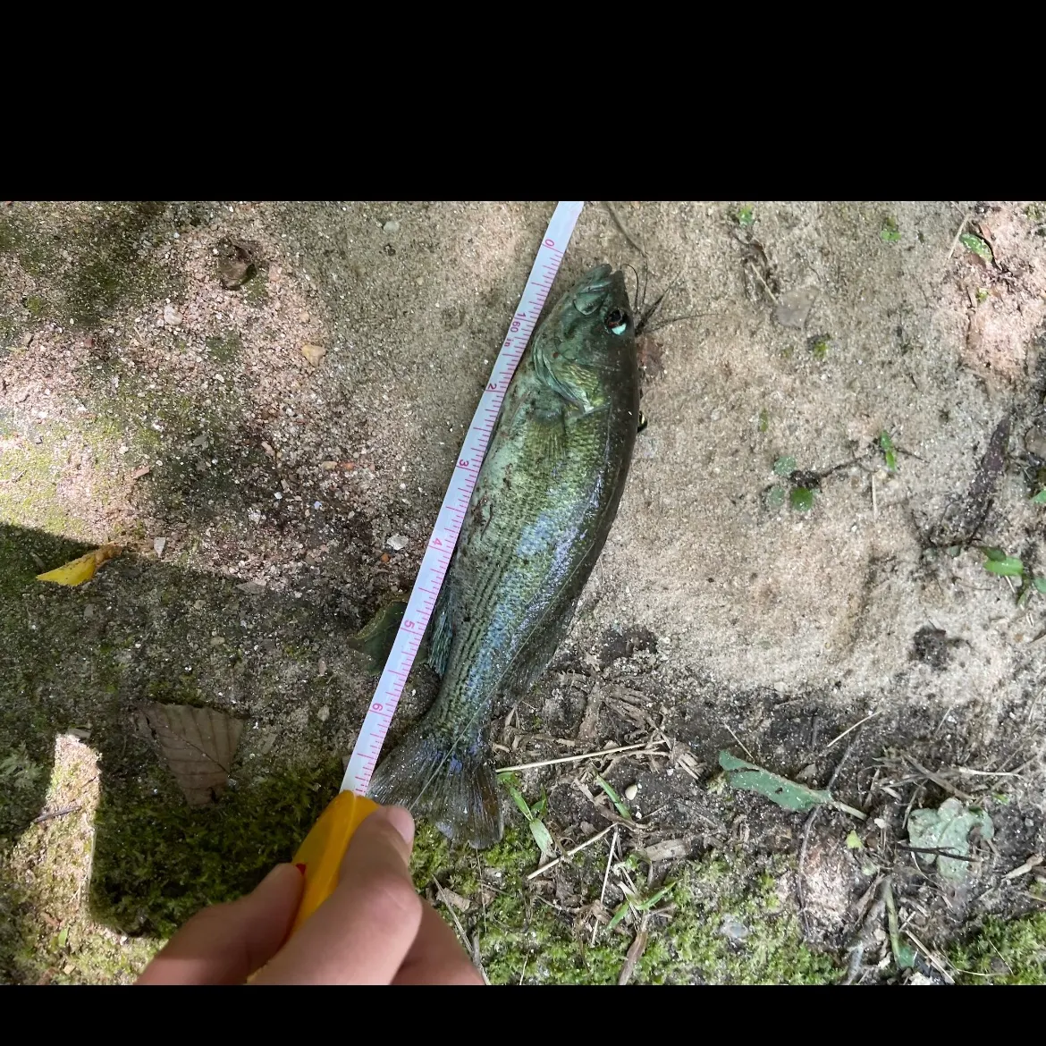 Redeye bass caught on Fishbrain
