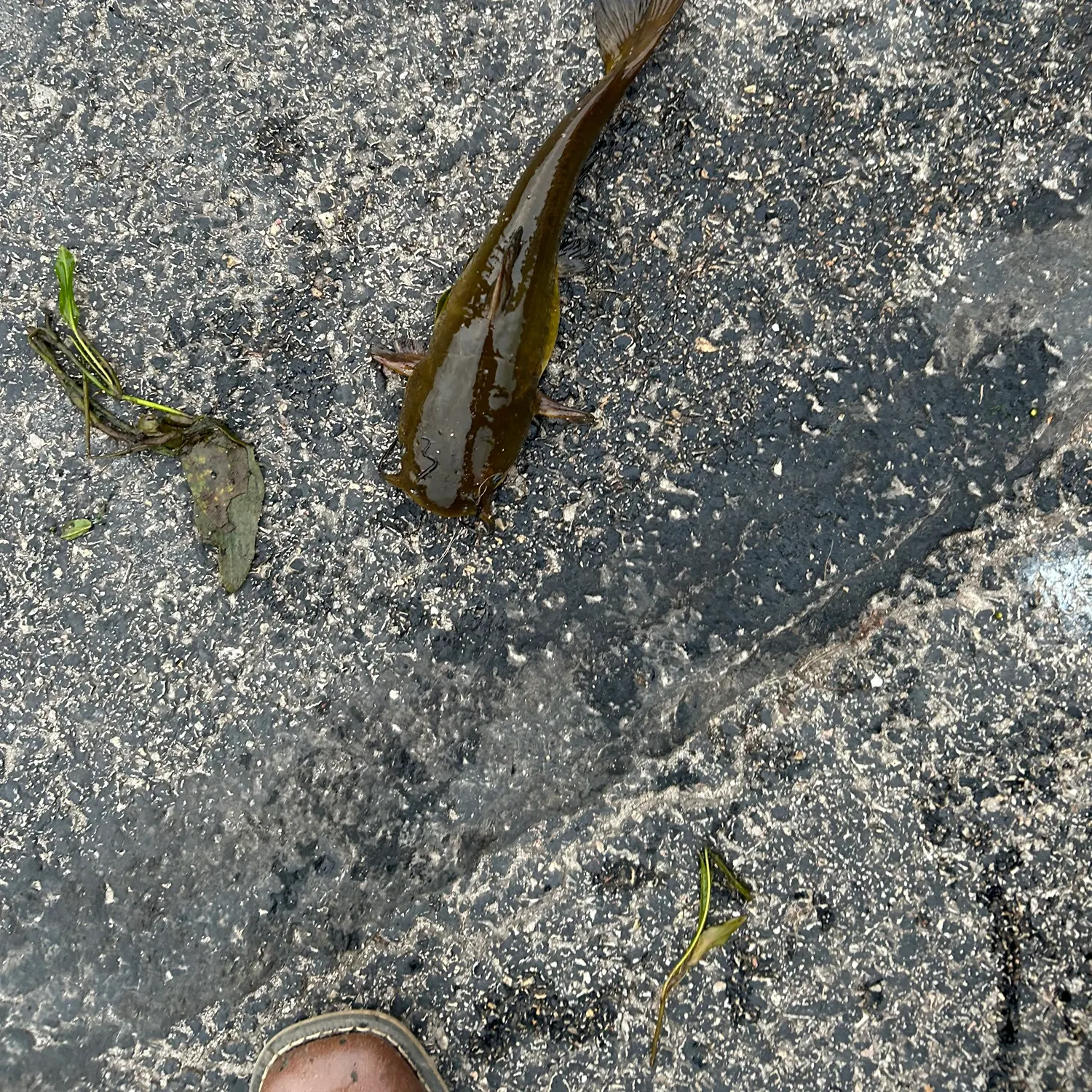 Fish caught on Fishbrain