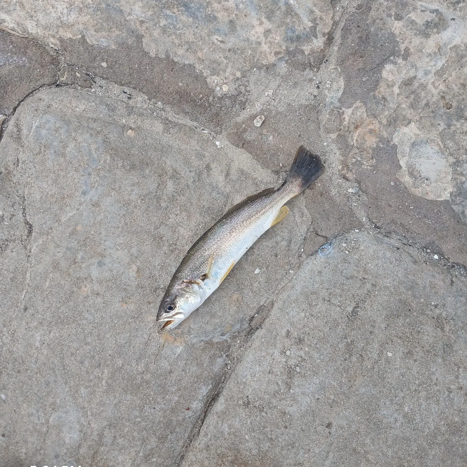 The most recent Sand seatrout catches on Fishbrain