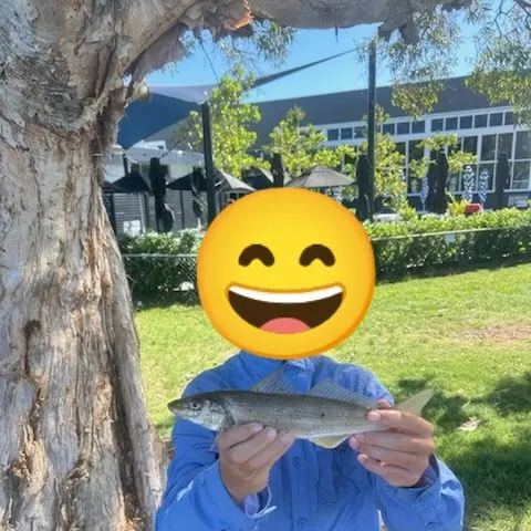 The most recent Sand sillago catches on Fishbrain