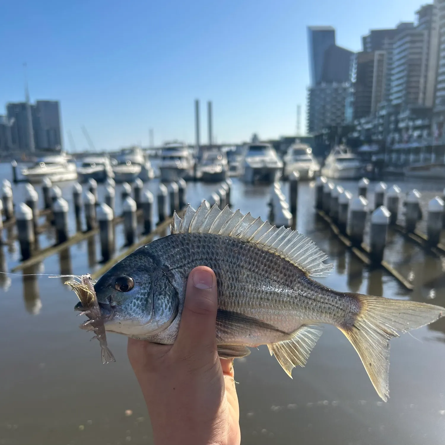 Southern black bream caught on Fishbrain