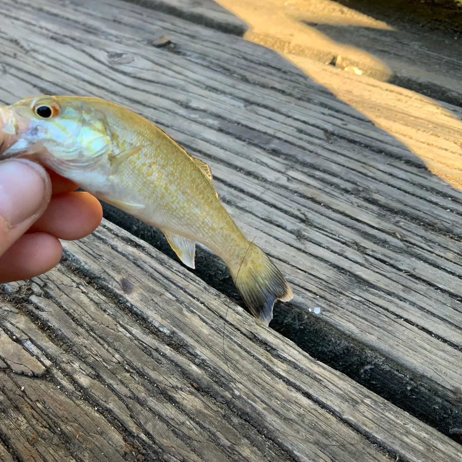 Rock bass caught on Fishbrain