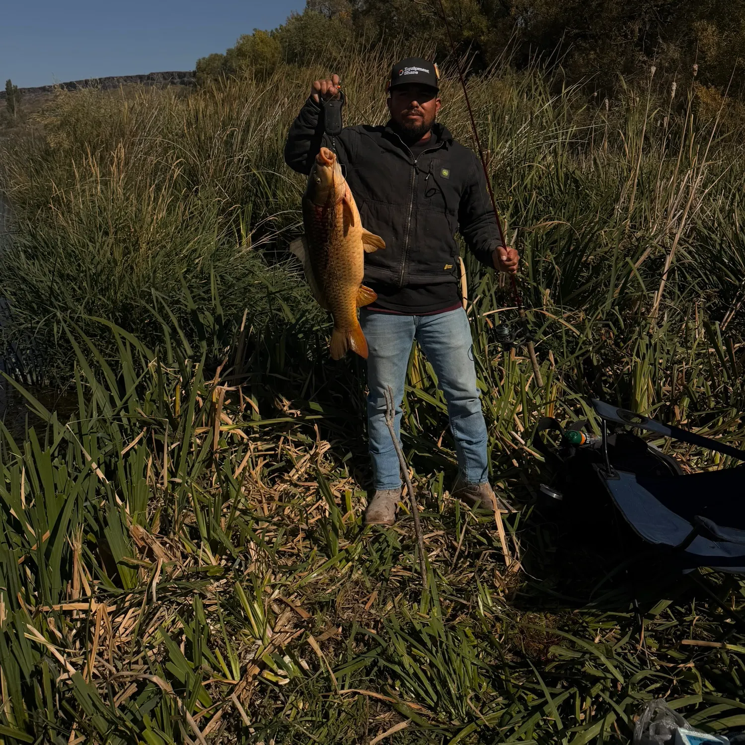 Common carp caught on Fishbrain