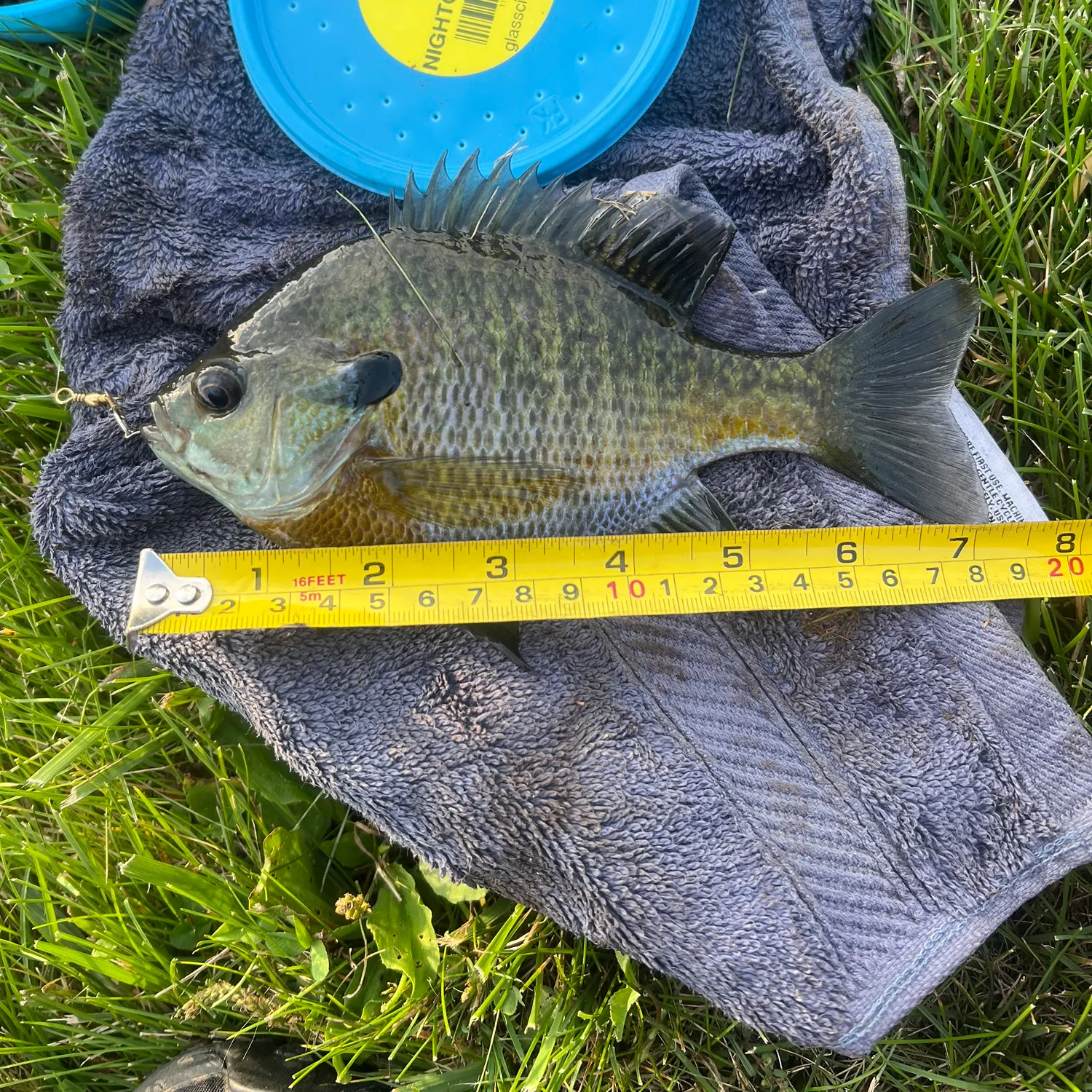 Bluegill caught on Fishbrain