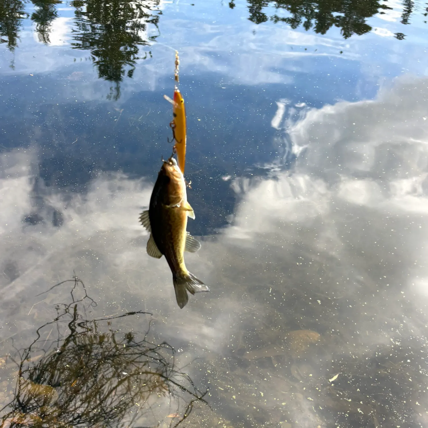 Largemouth bass caught on Fishbrain