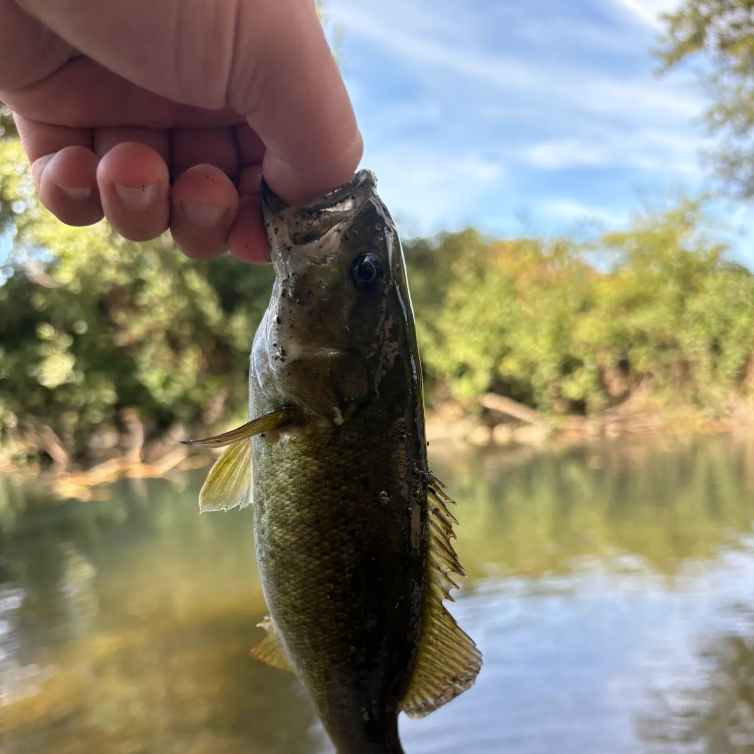 Smallmouth bass caught on Fishbrain