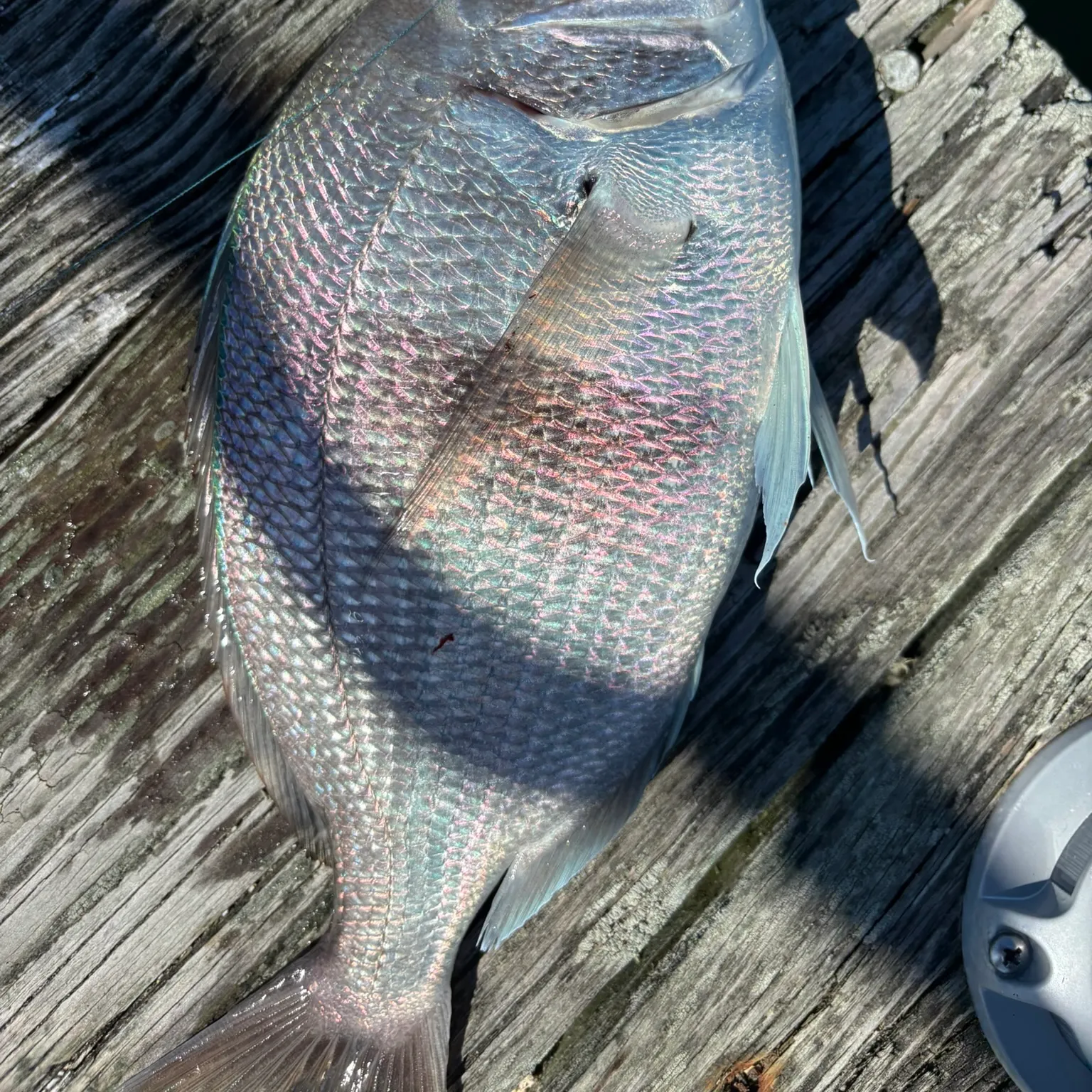 The most recent Scup catches on Fishbrain