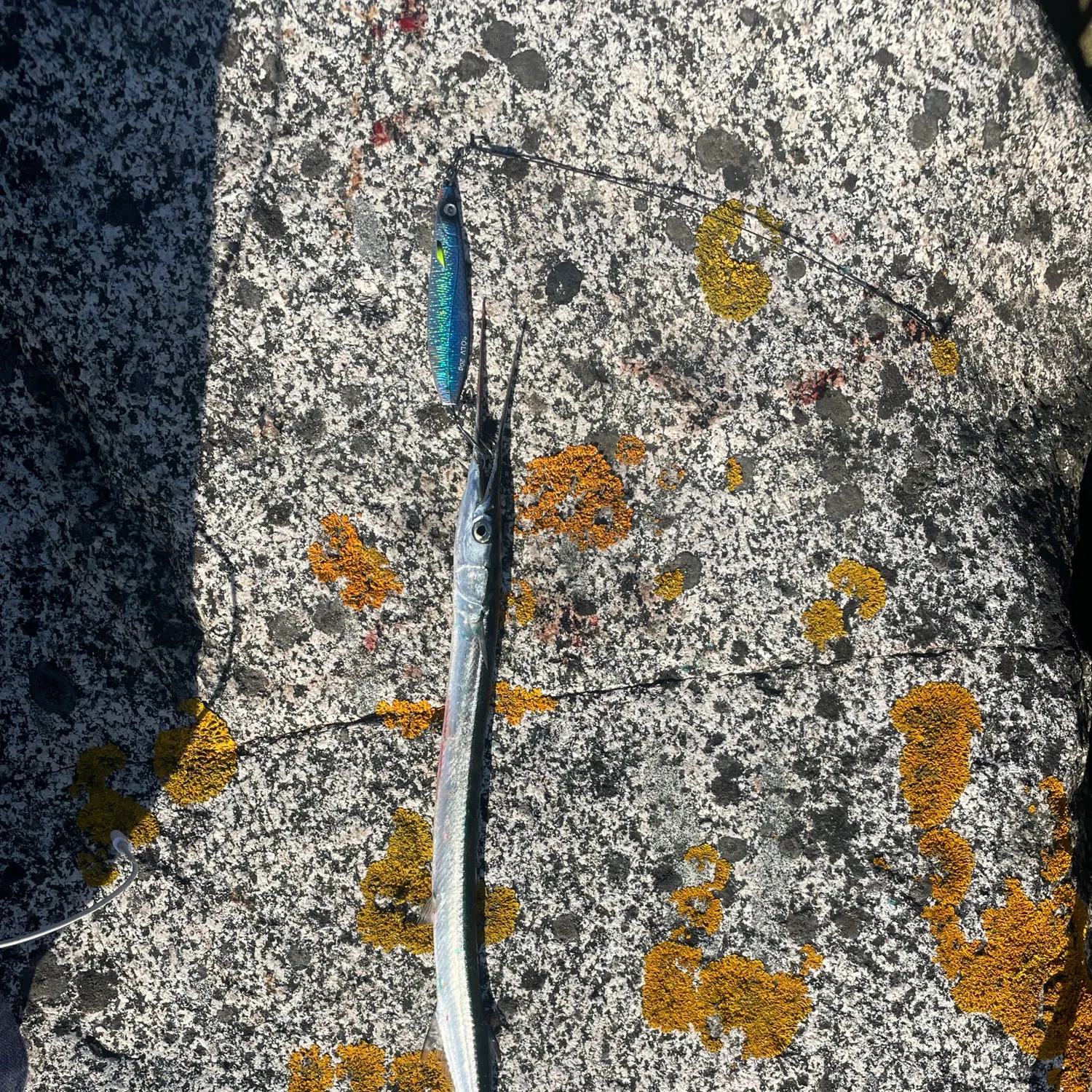 The most recent European garfish catches on Fishbrain
