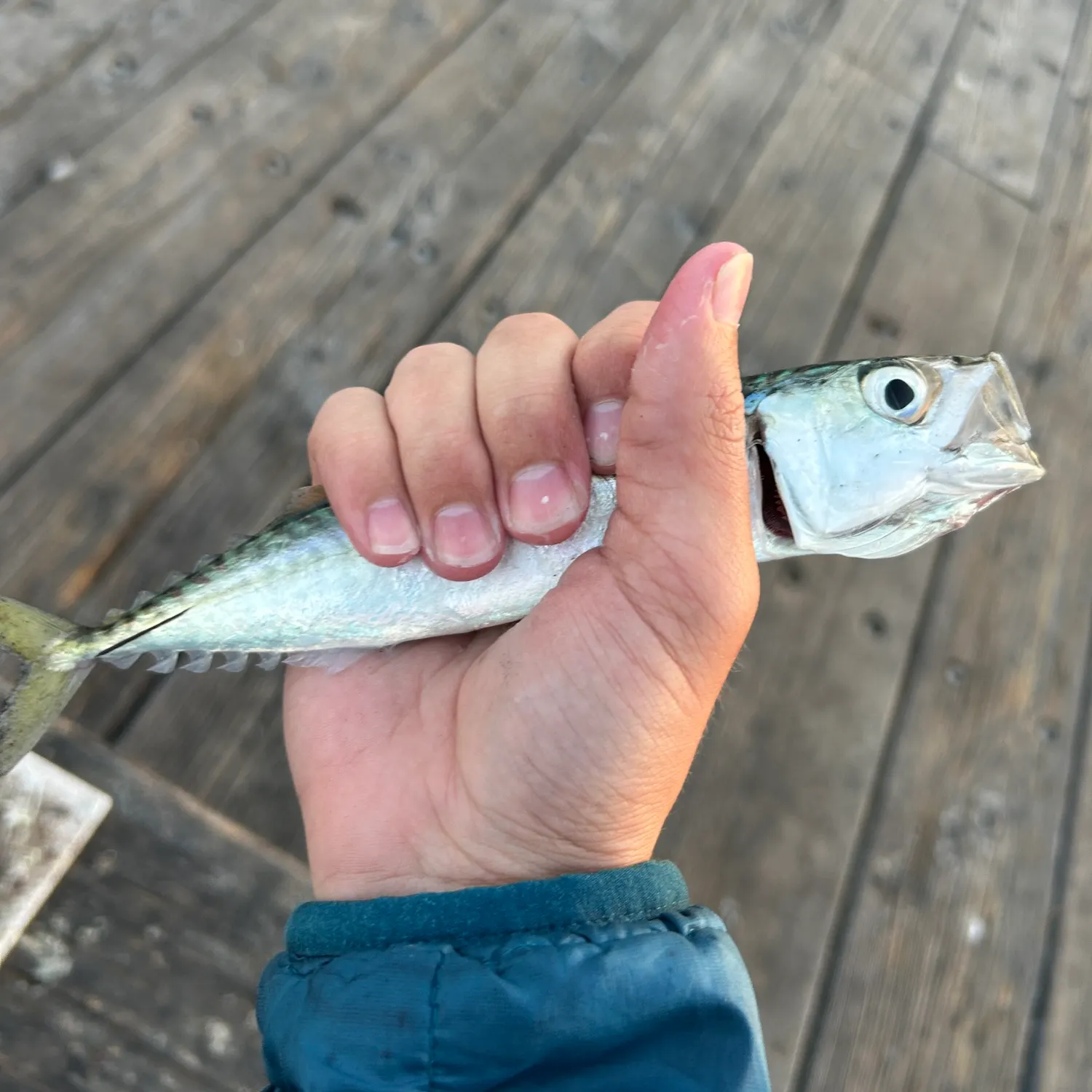 The most recent Pacific chub mackerel catches on Fishbrain