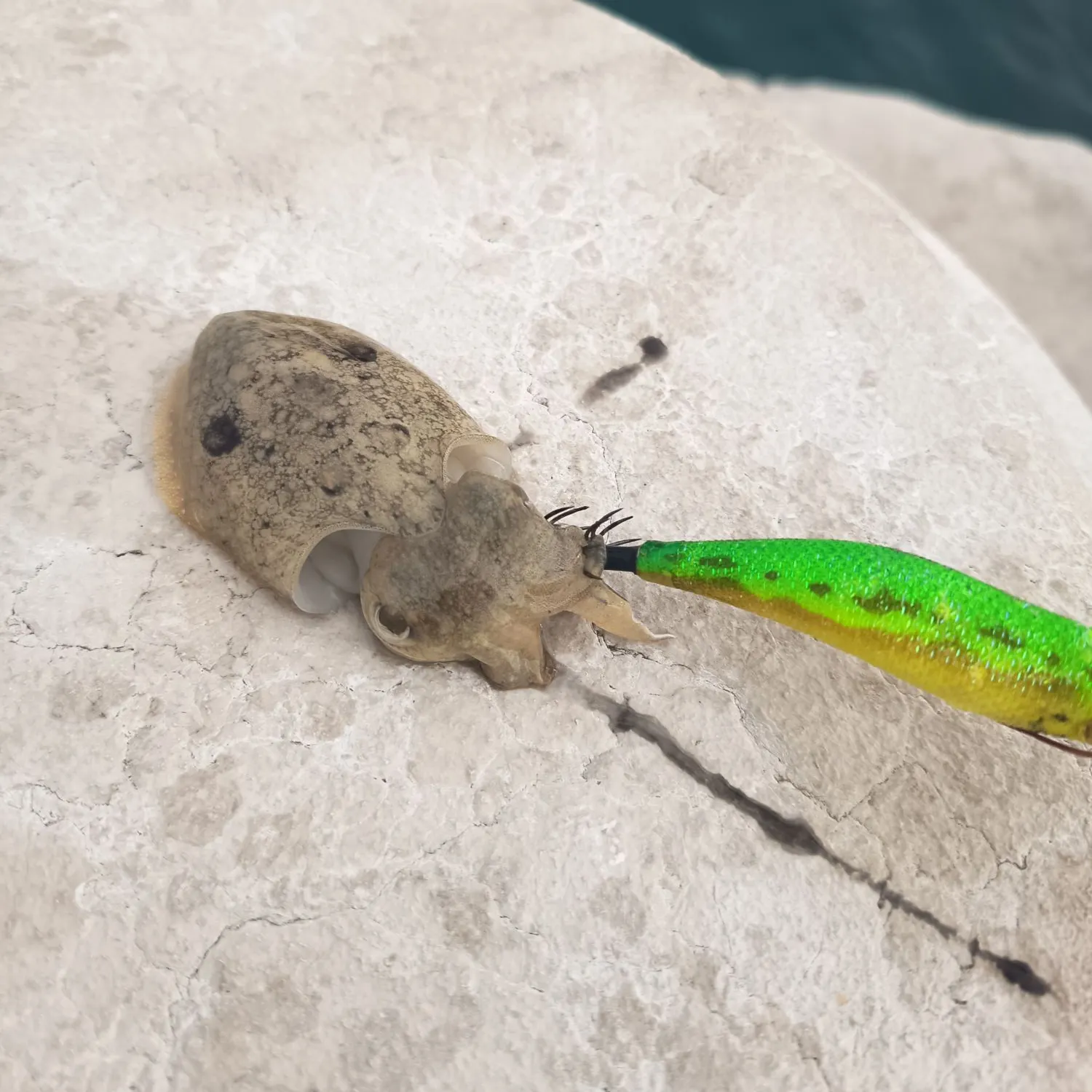 The most recent Common cuttlefish catches on Fishbrain