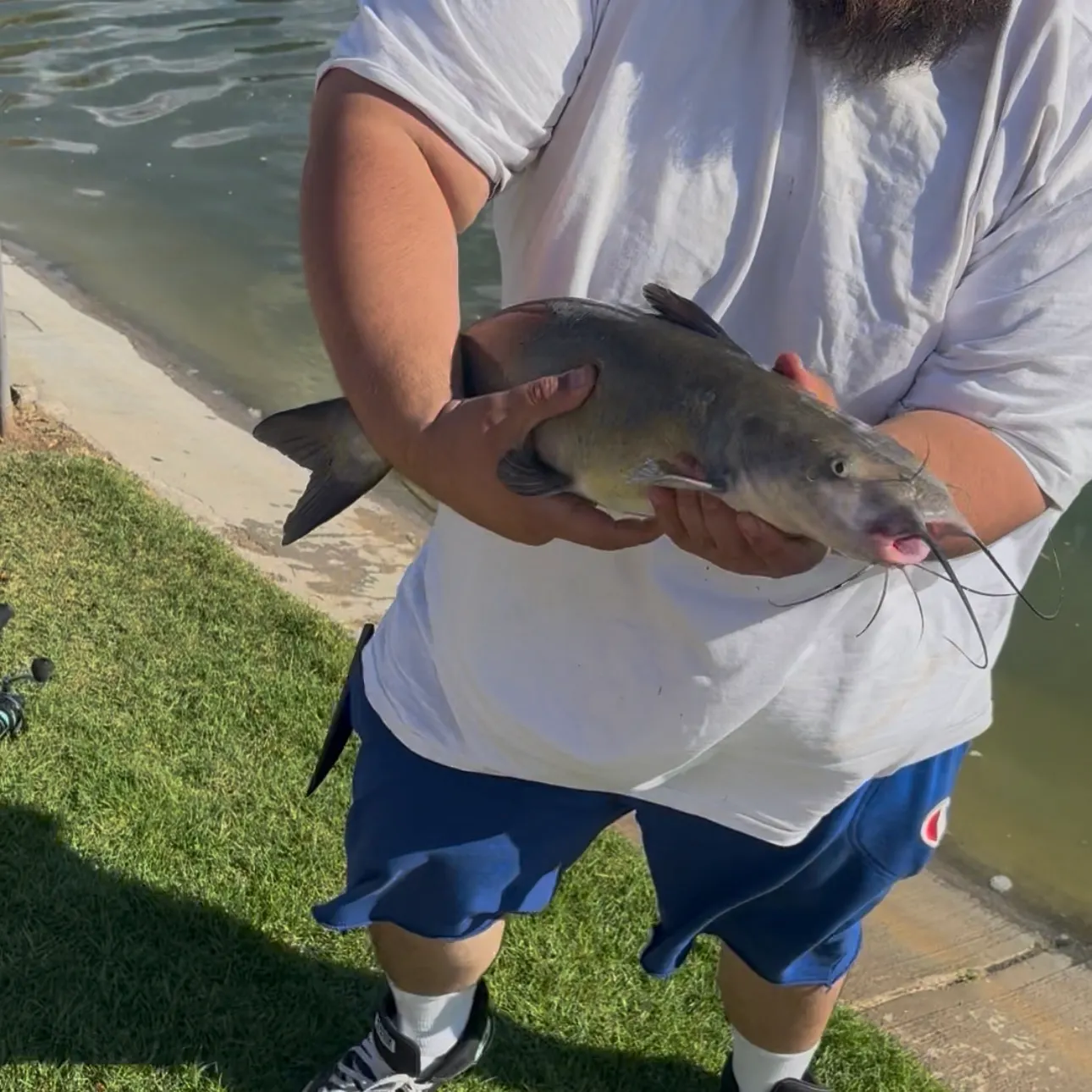 Channel catfish caught on Fishbrain