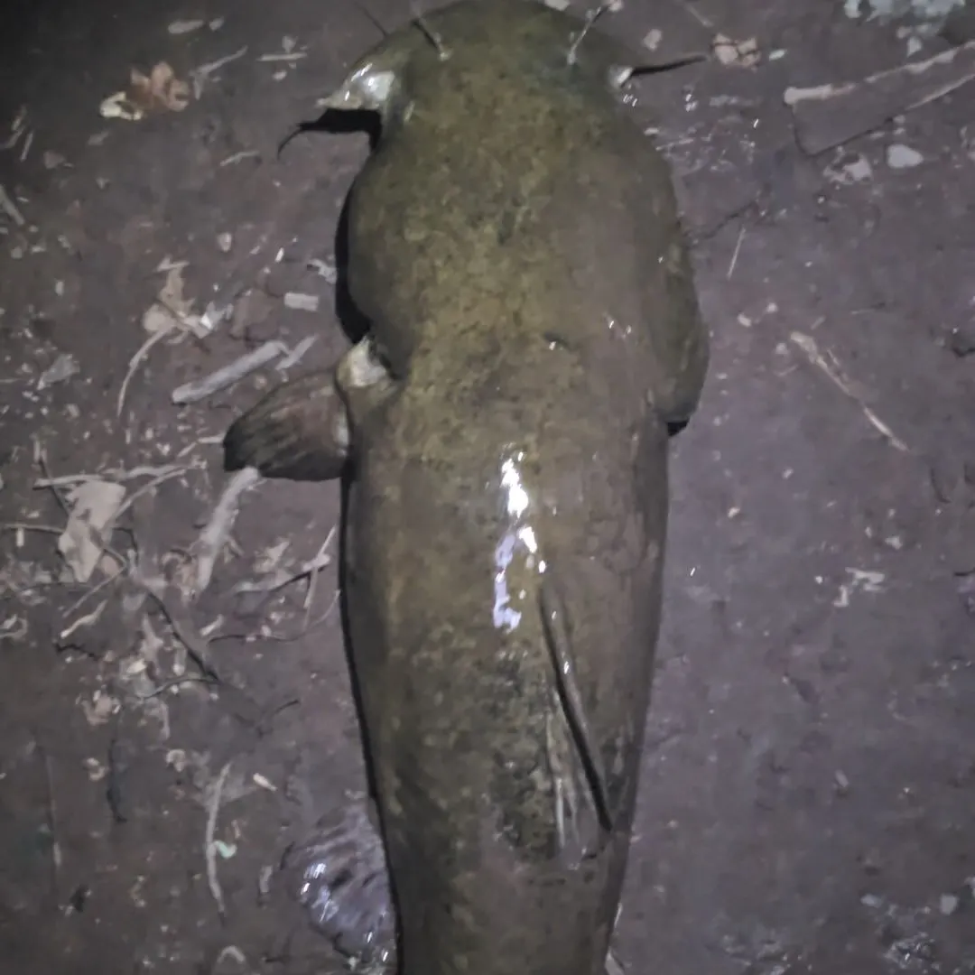 Flathead catfish caught on Fishbrain