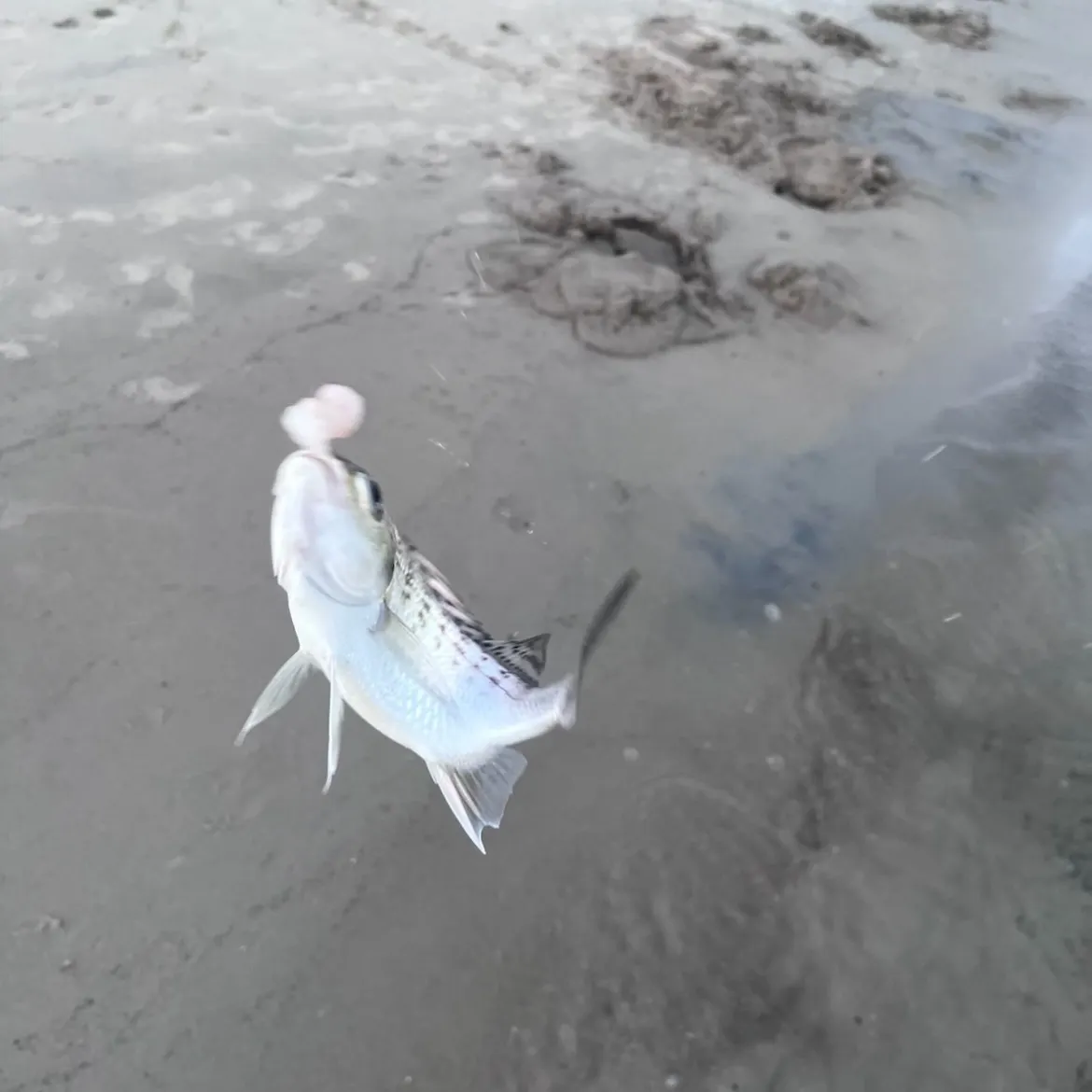 Surf bream caught on Fishbrain