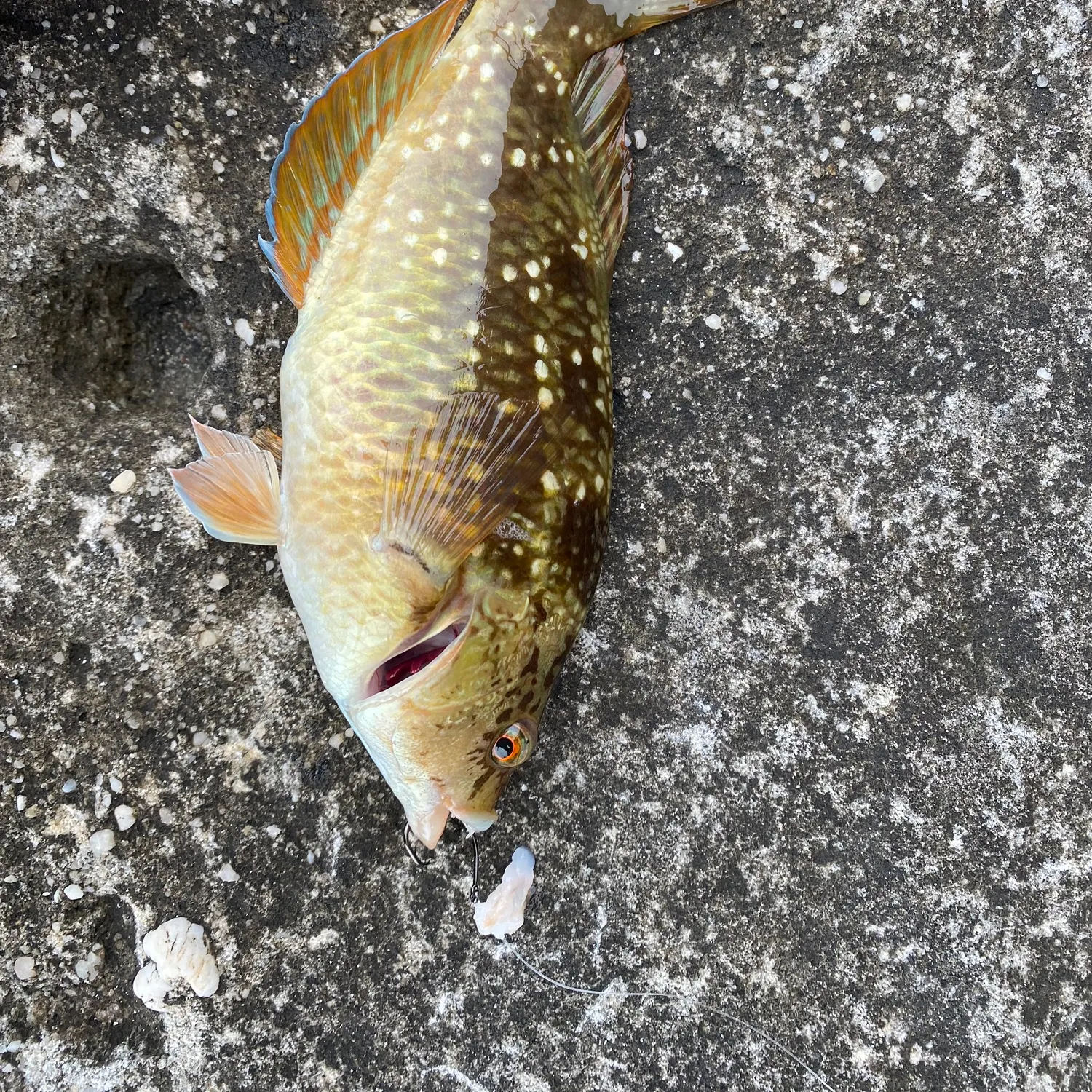 recently logged catches