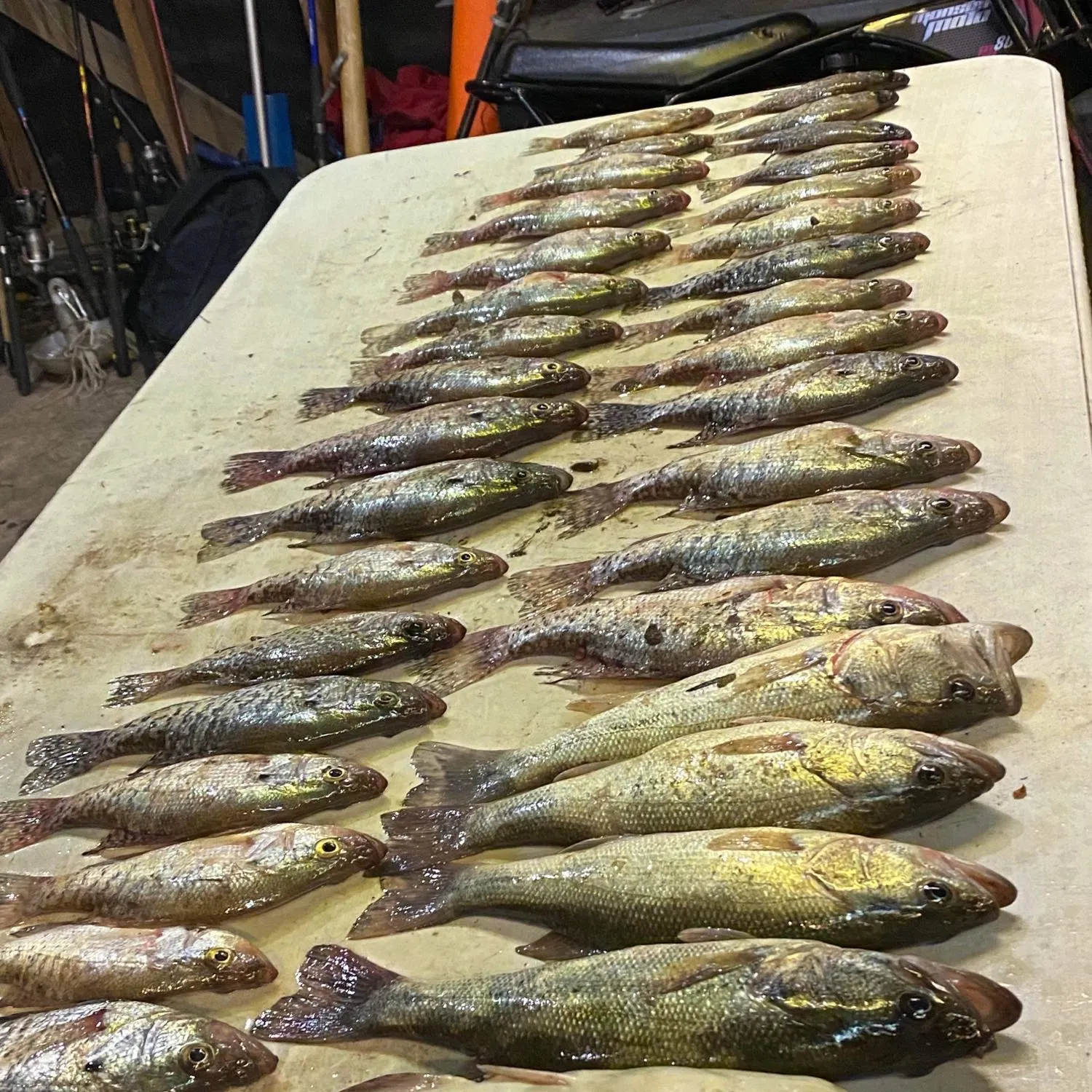 recently logged catches