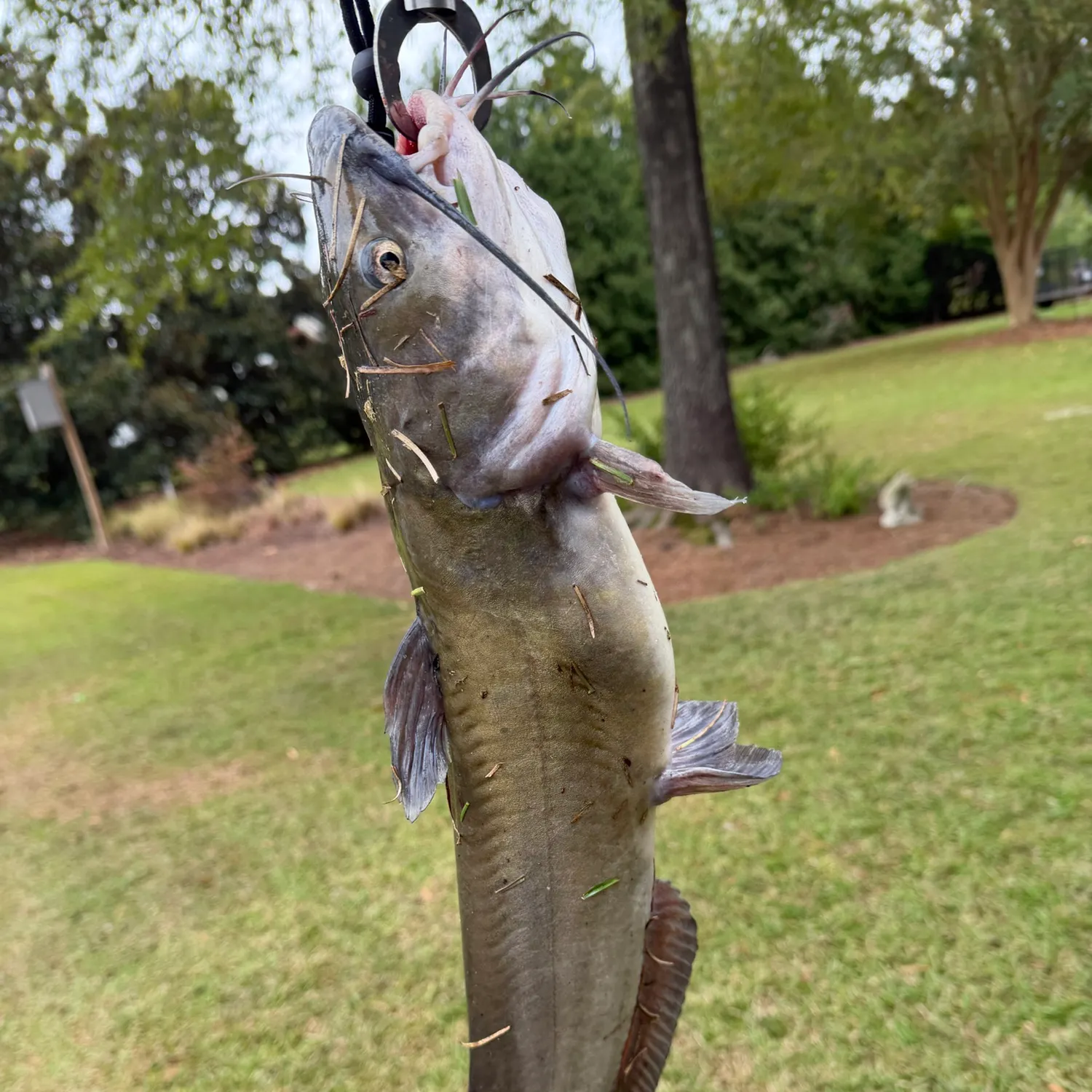 Channel catfish caught on Fishbrain
