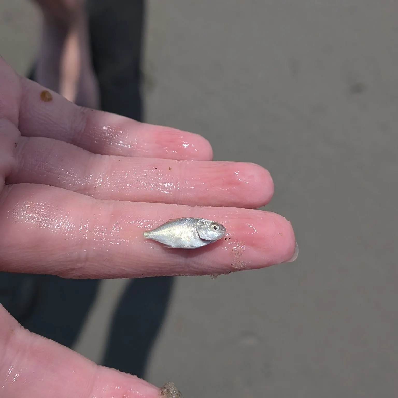 The most recent American butterfish catches on Fishbrain