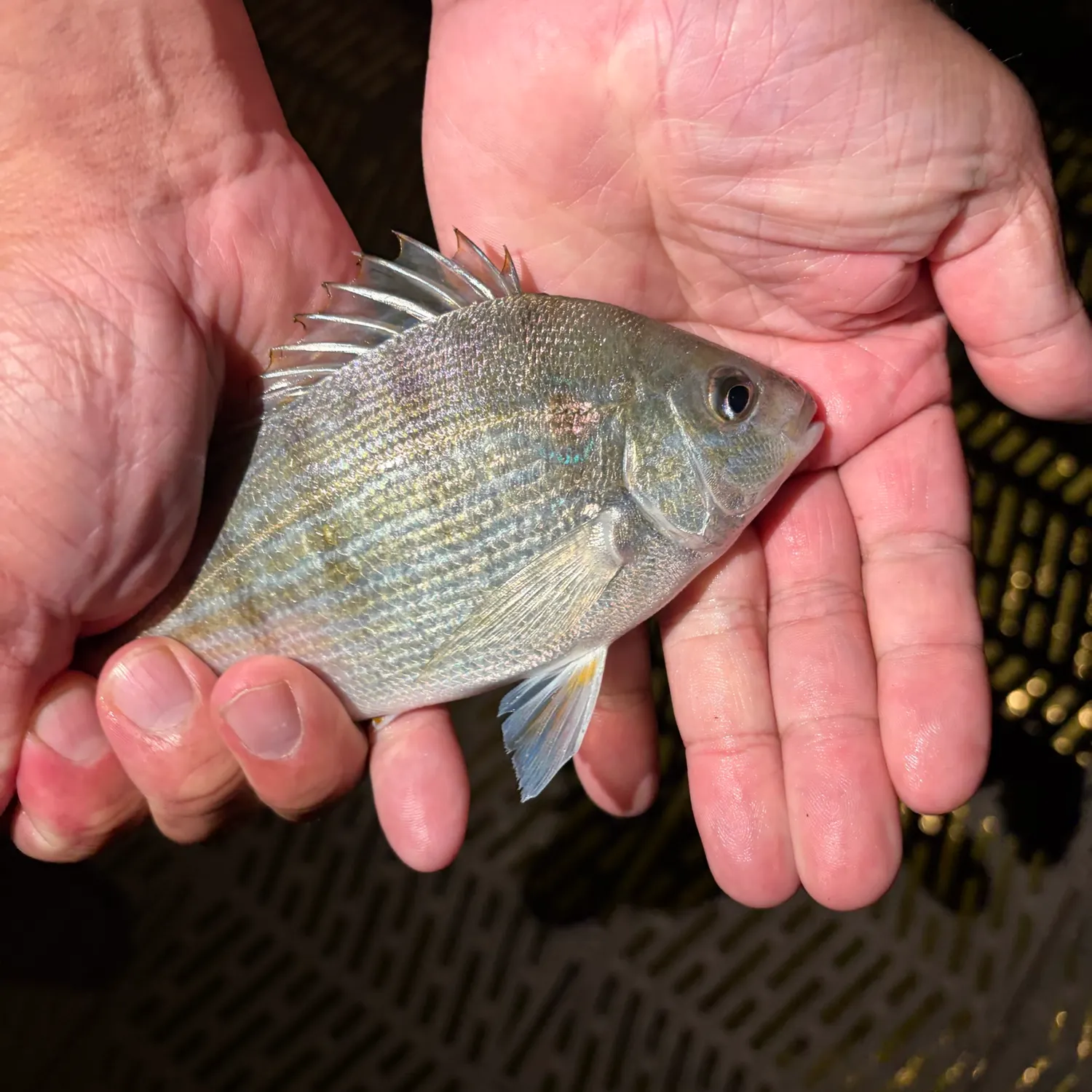 Pinfish caught on Fishbrain