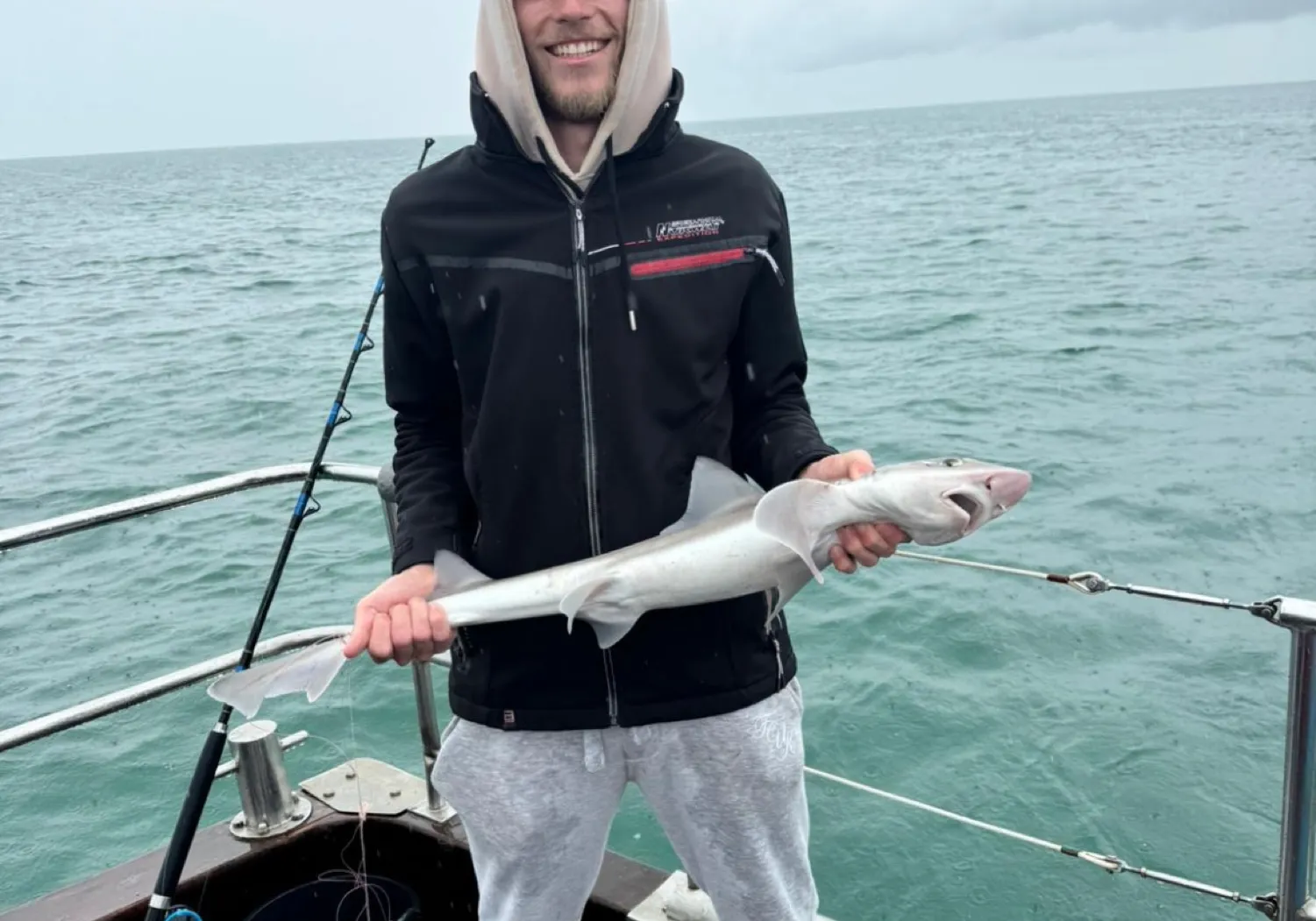 Starry smooth-hound