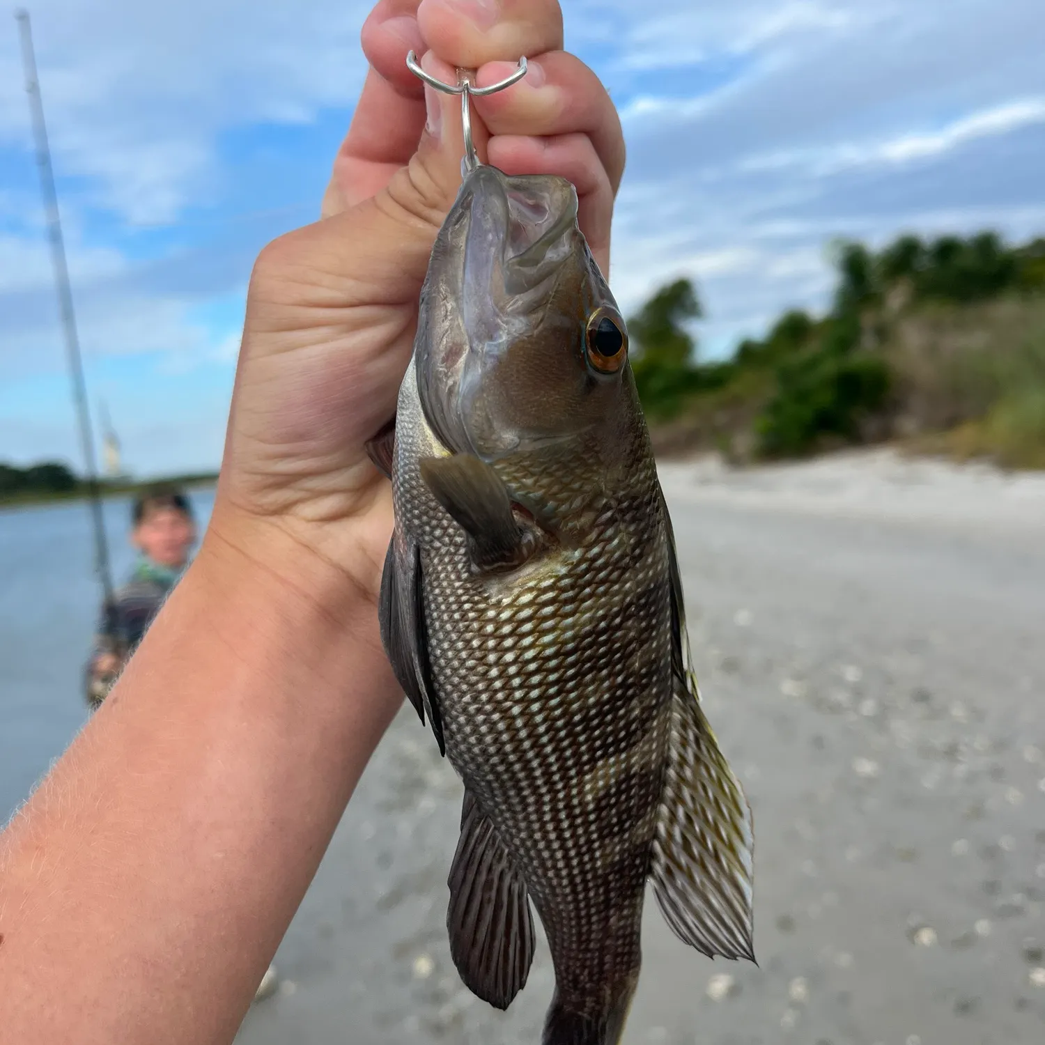 Black sea bass caught on Fishbrain