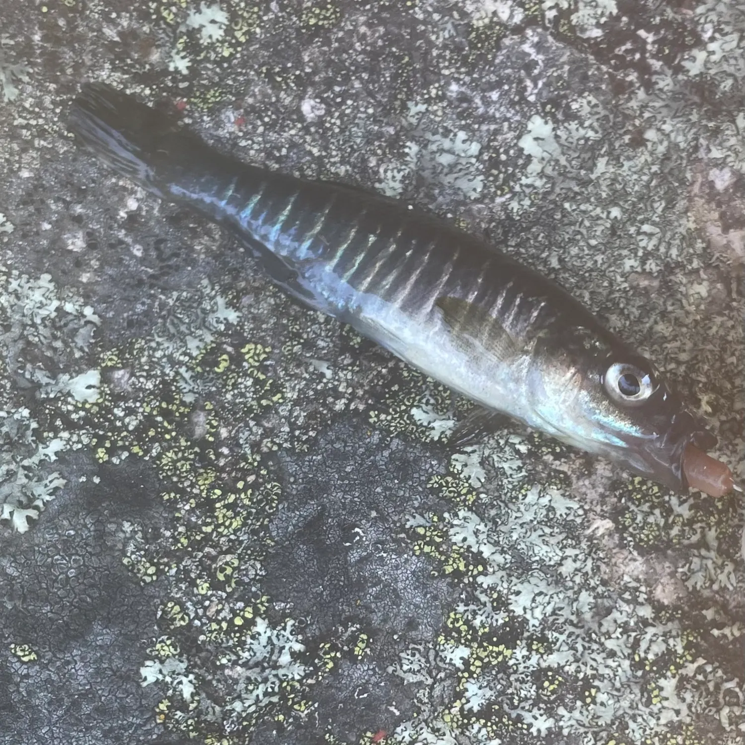 The most recent Banded killifish catches on Fishbrain