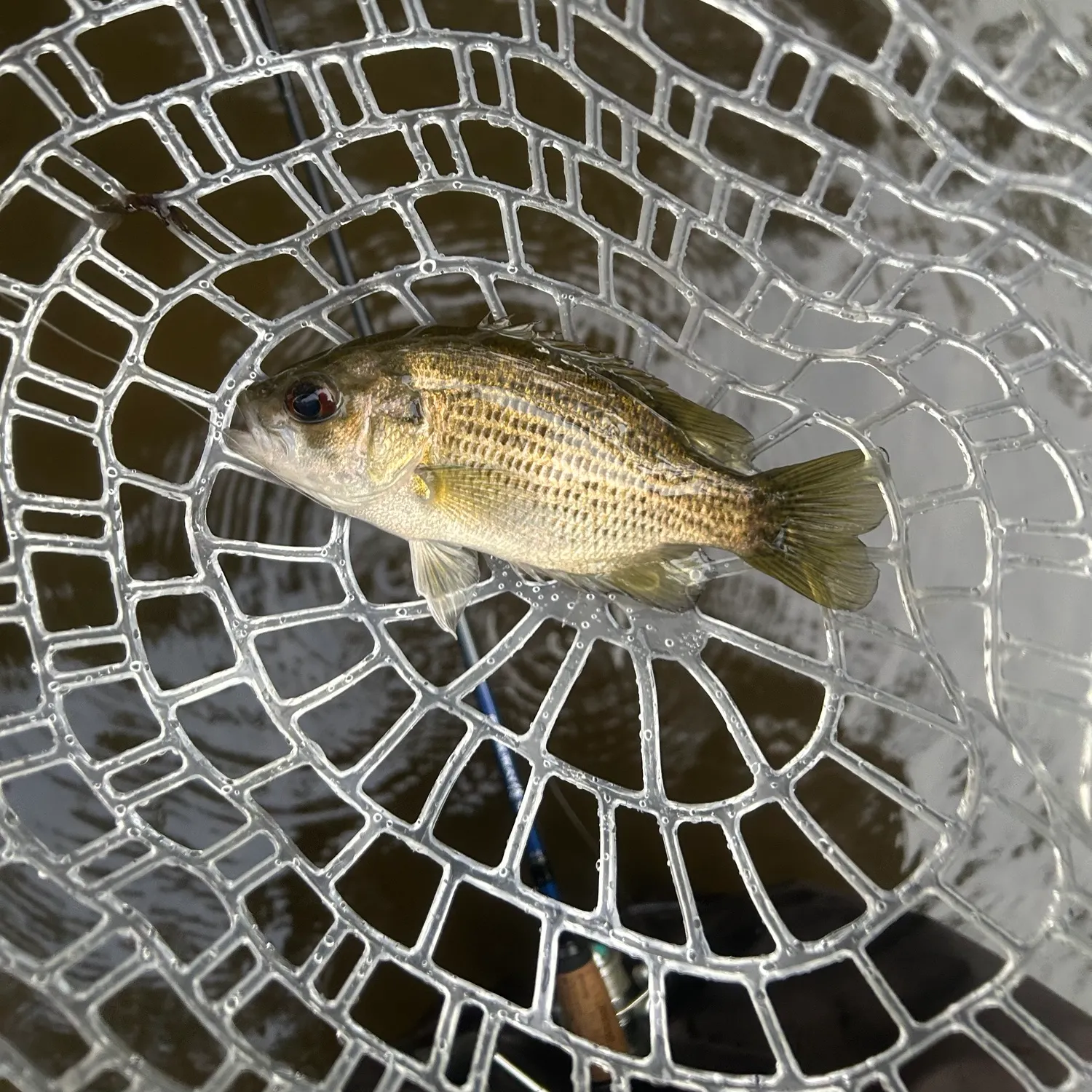 Rock bass caught on Fishbrain