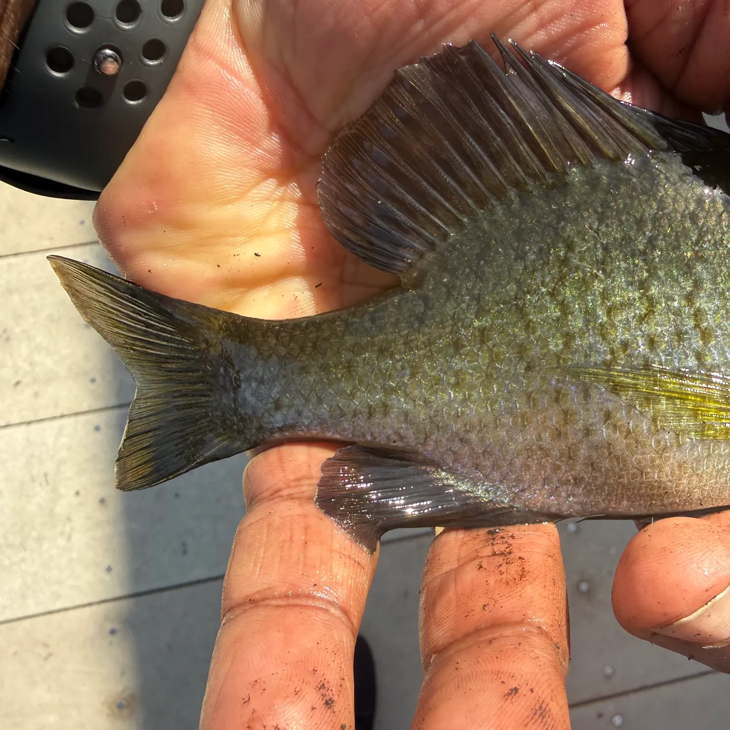 Bluegill caught on Fishbrain