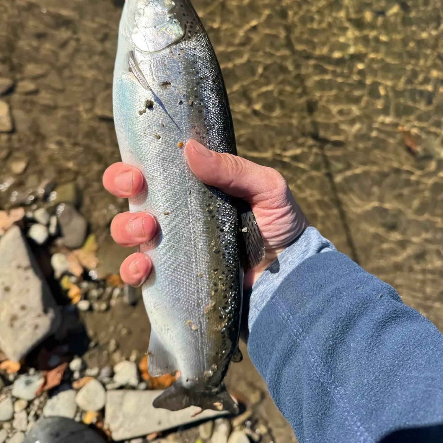Steelhead caught on Fishbrain