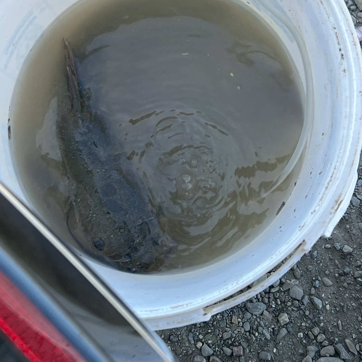 Channel catfish caught on Fishbrain