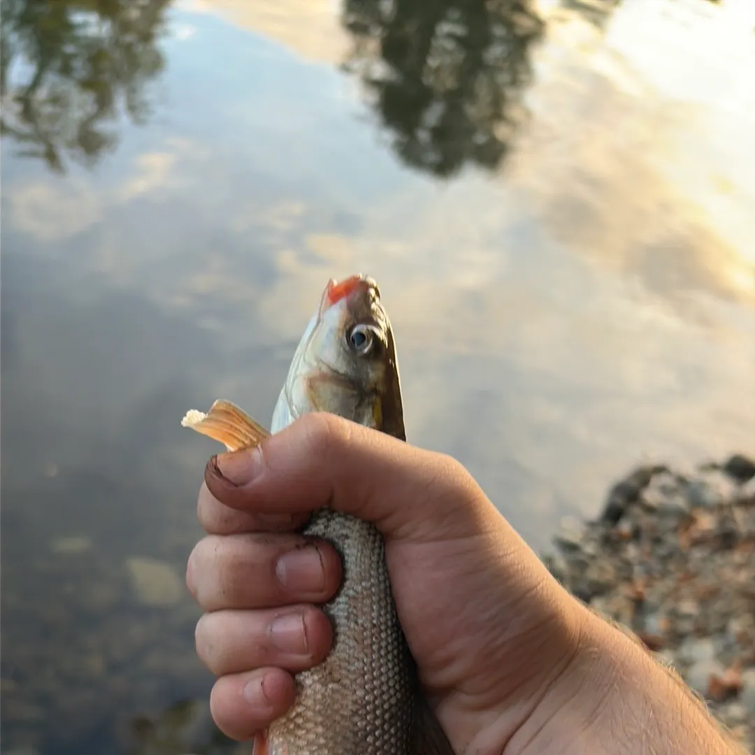 Mountain whitefish caught on Fishbrain