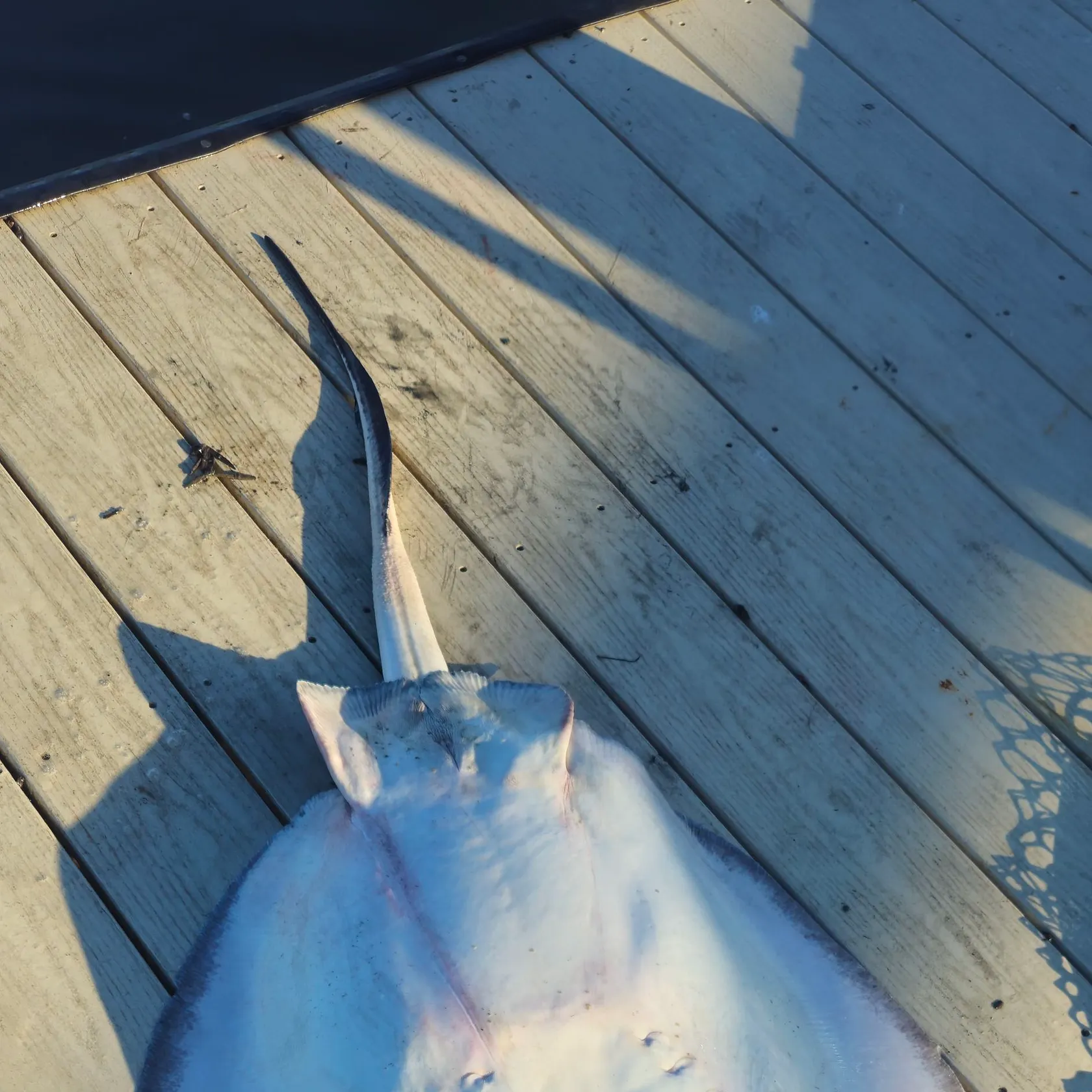 Southern stingray caught on Fishbrain