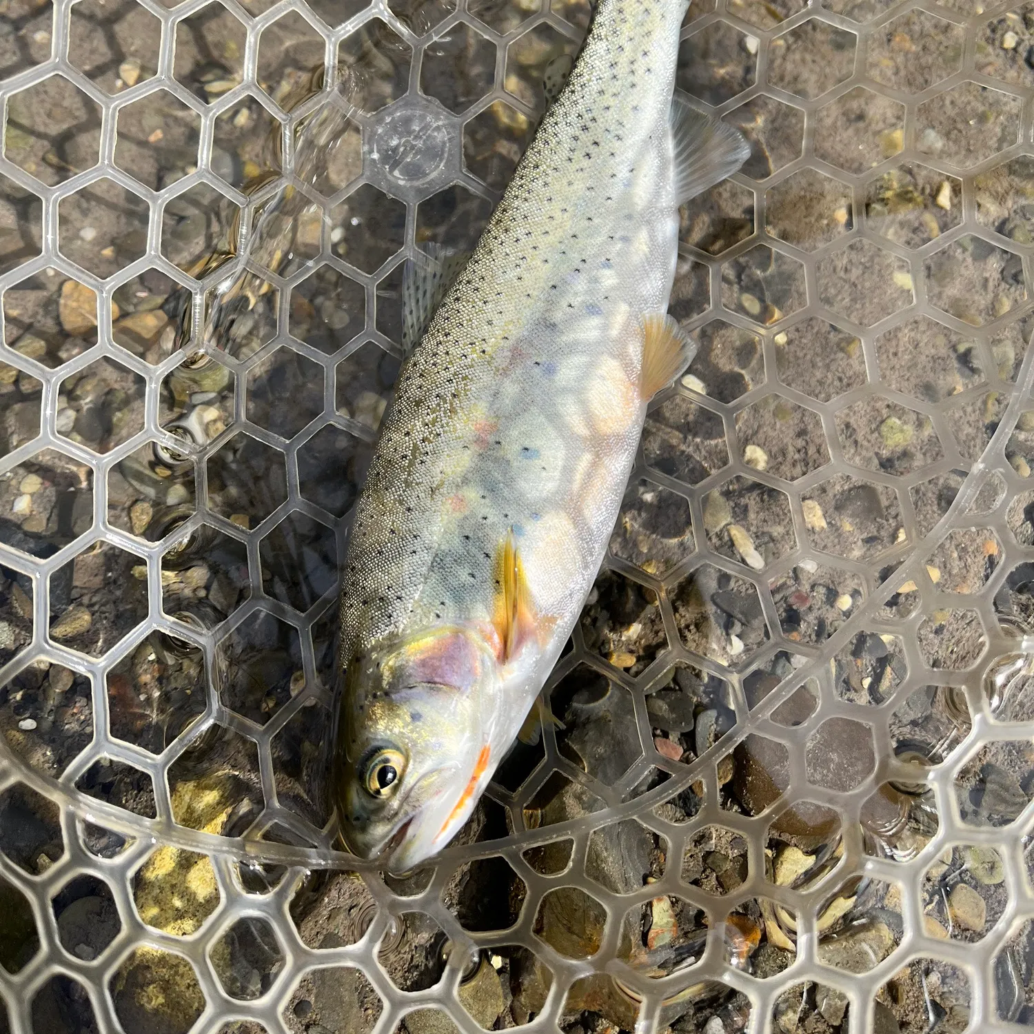 Westslope cutthroat trout caught on Fishbrain