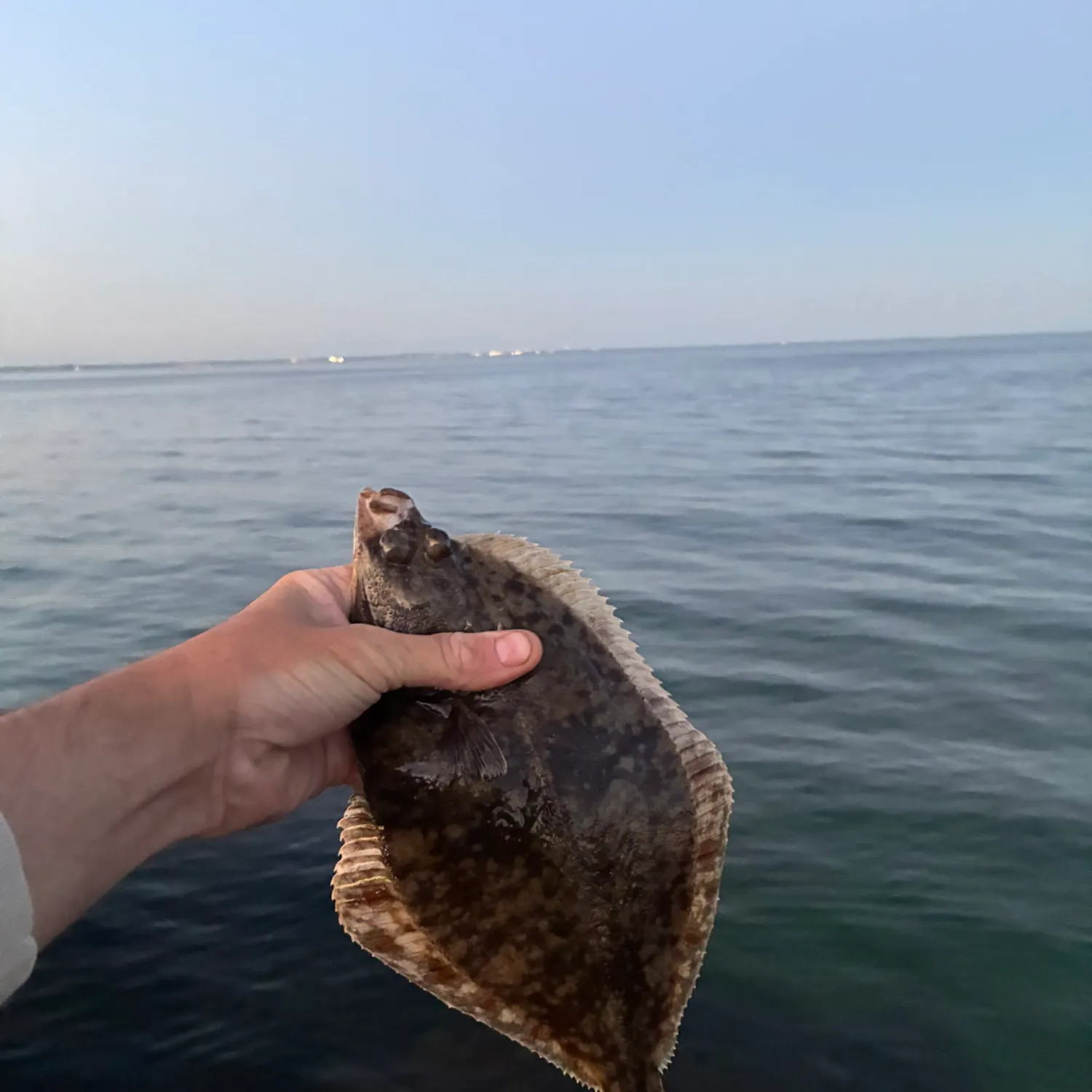 European flounder caught on Fishbrain
