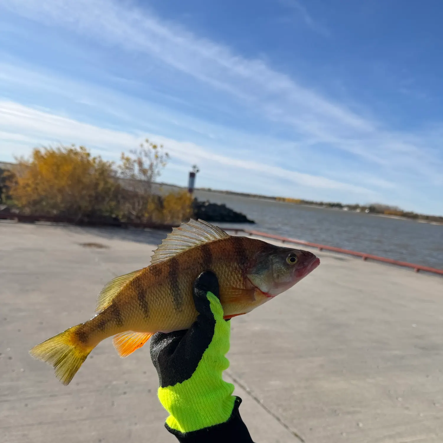 Yellow perch caught on Fishbrain