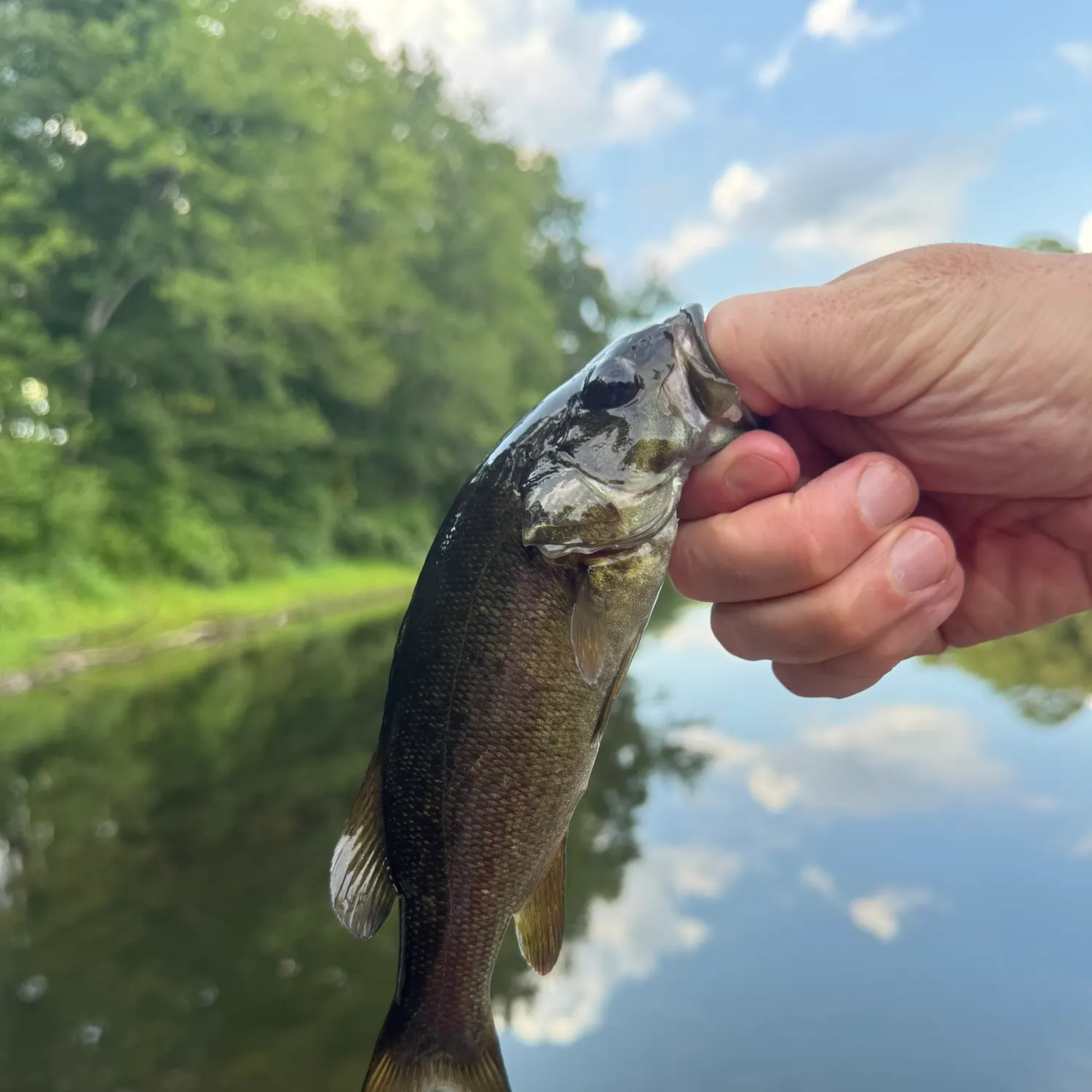 Smallmouth bass caught on Fishbrain