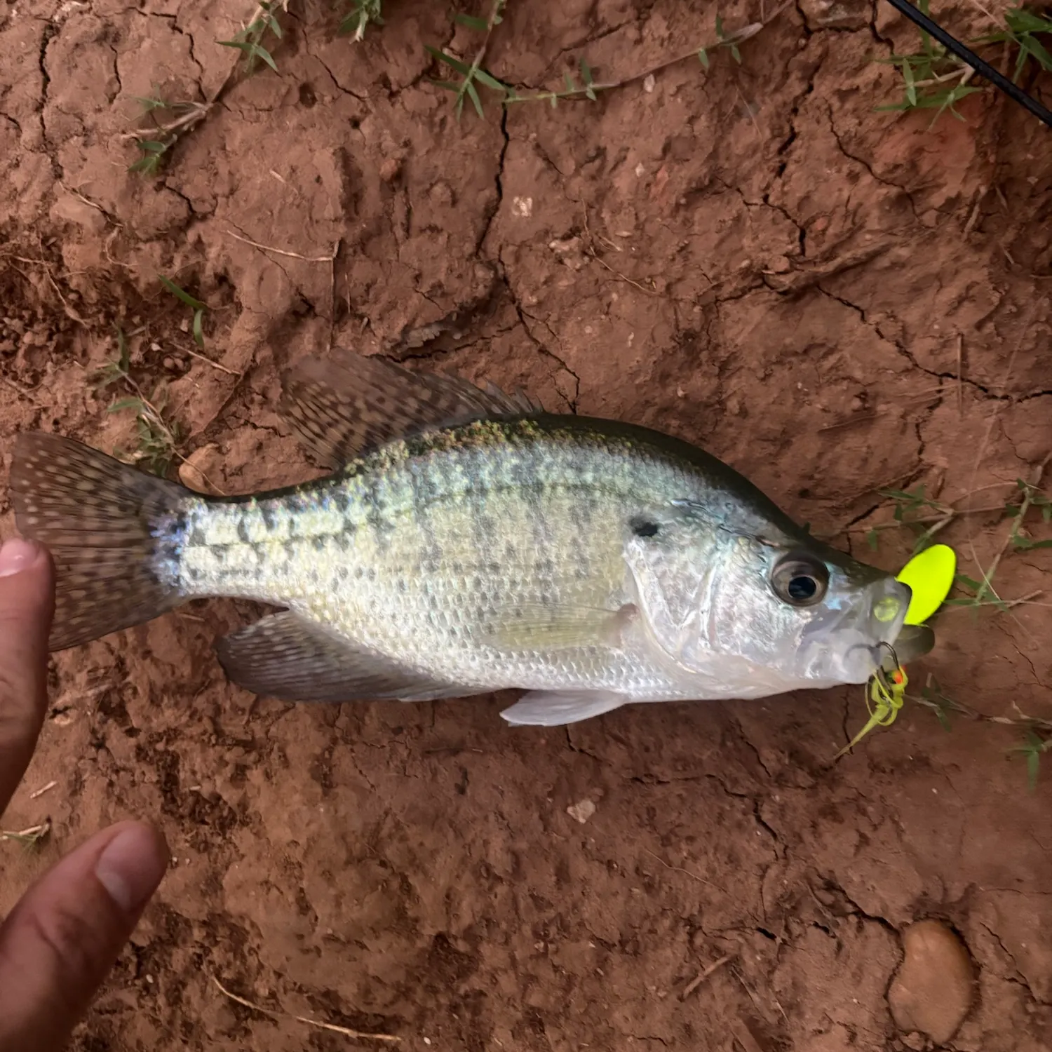White crappie caught on Fishbrain
