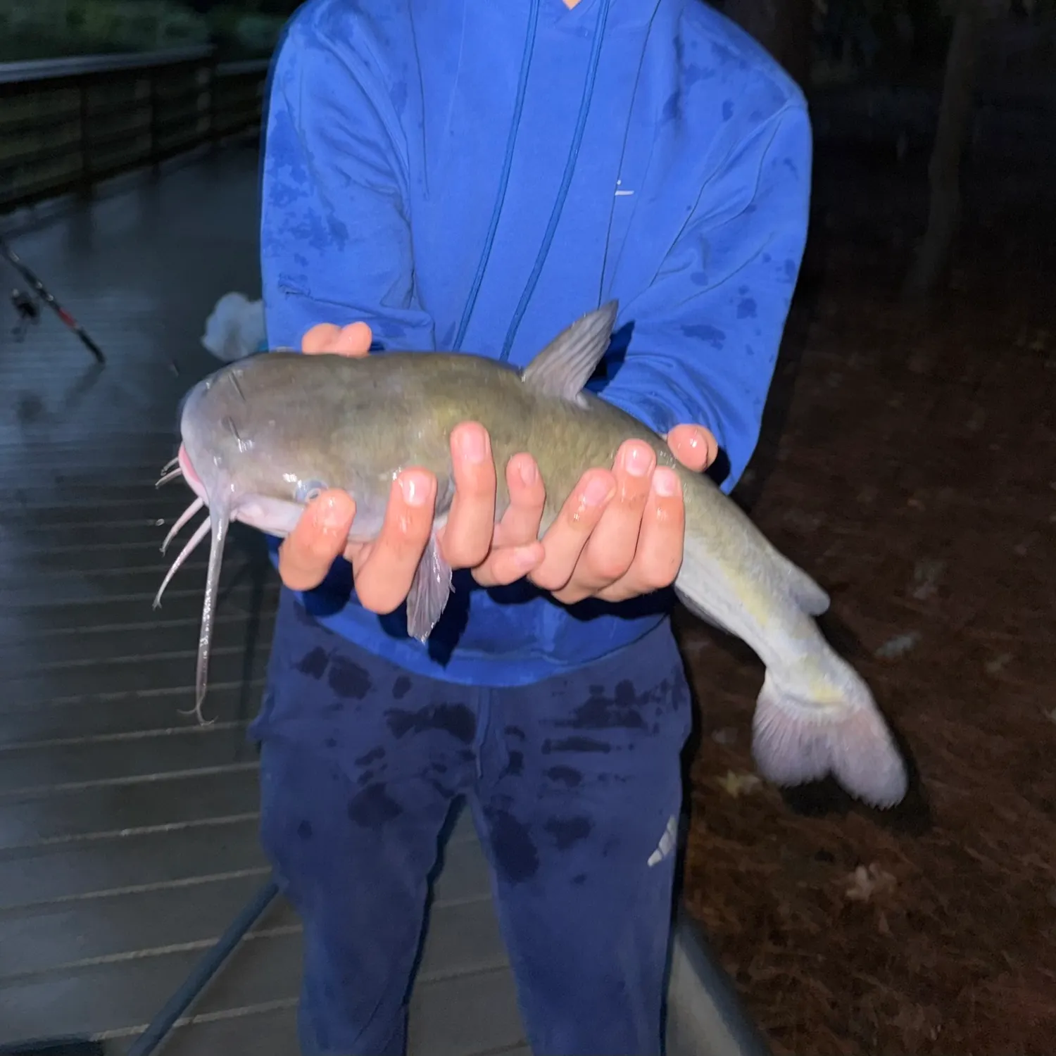 Channel catfish caught on Fishbrain