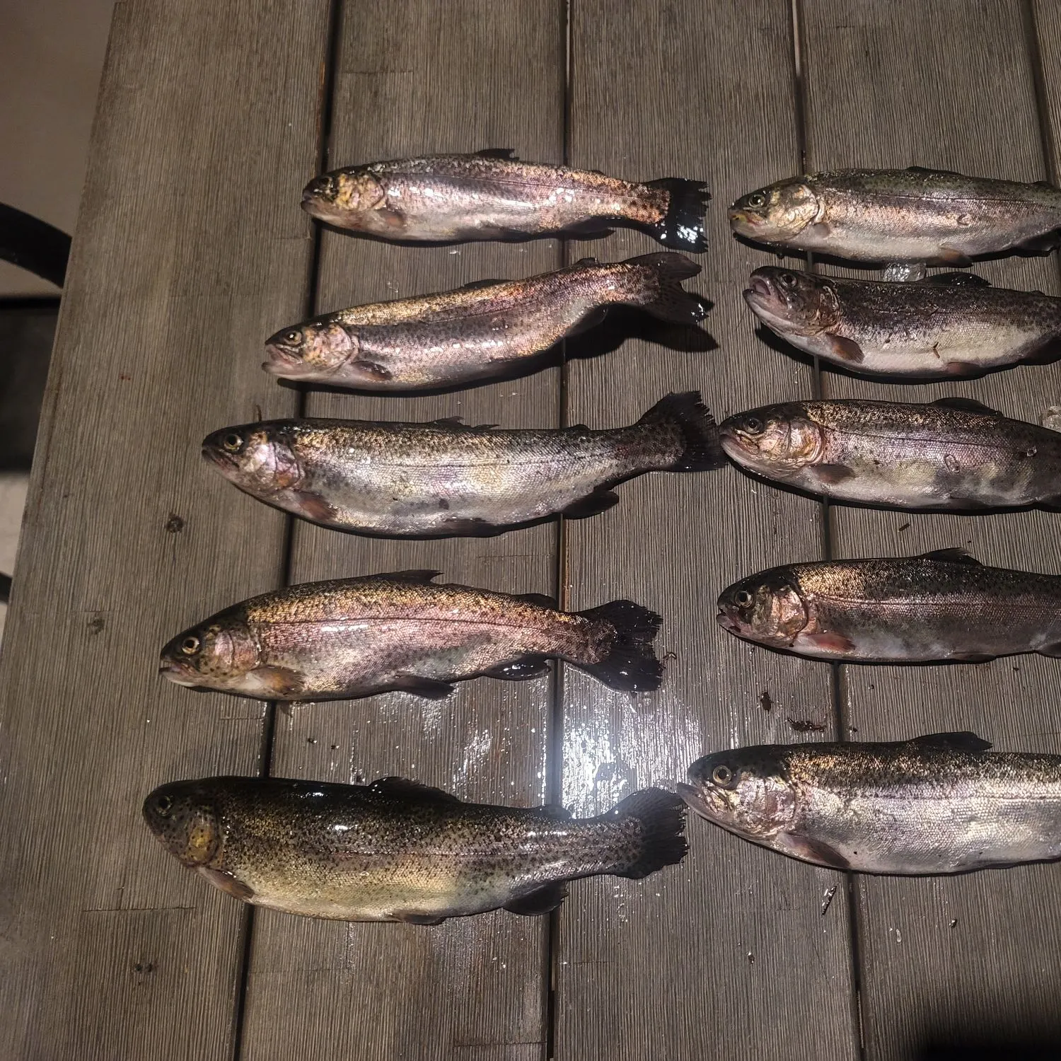 recently logged catches