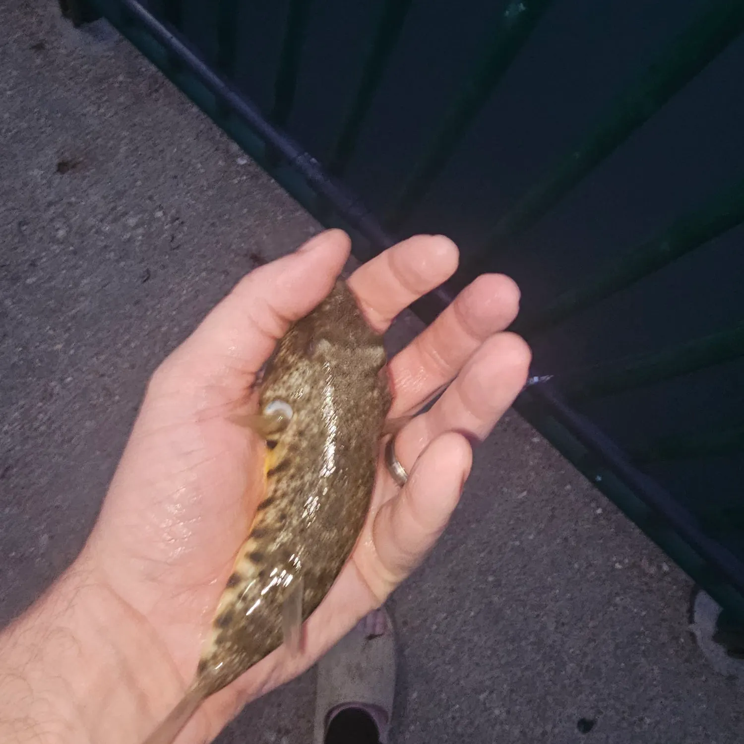 Northern puffer caught on Fishbrain