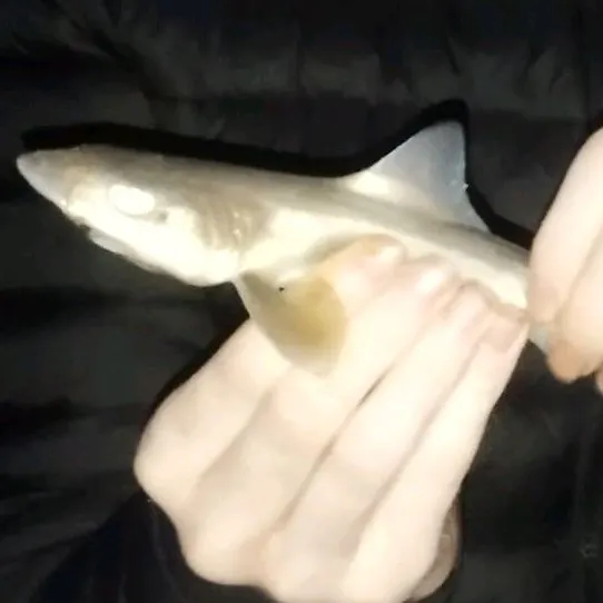 The most recent Tope shark catches on Fishbrain