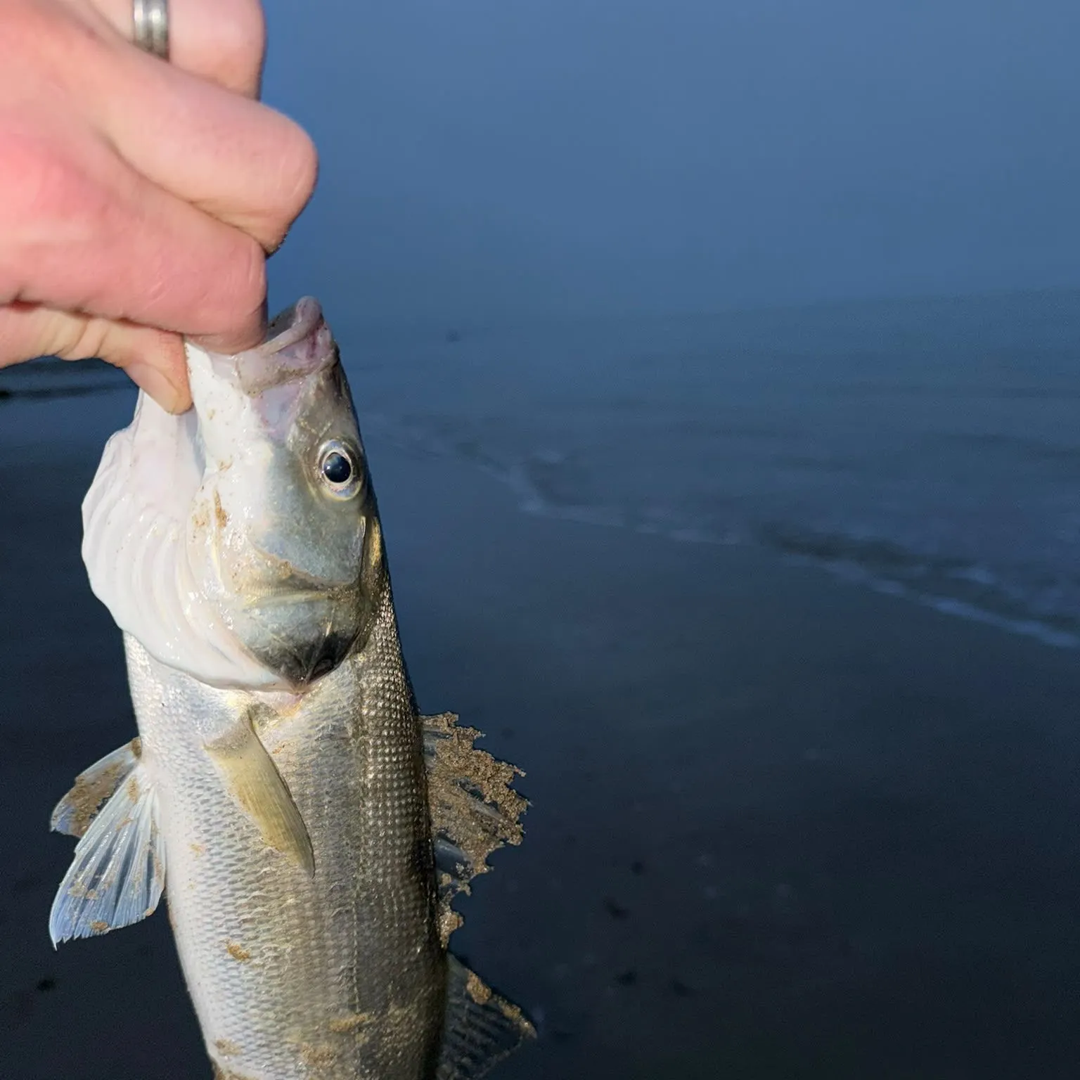 European seabass caught on Fishbrain