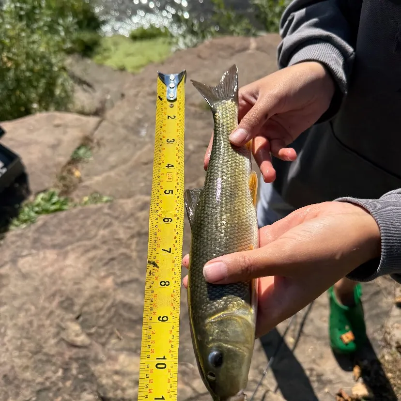 White sucker caught on Fishbrain
