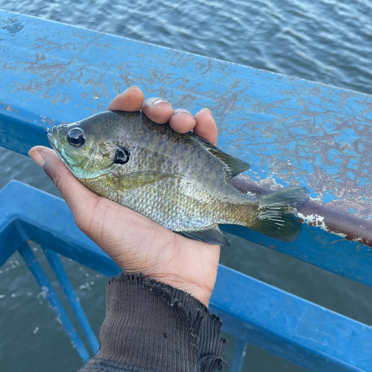 Bluegill caught on Fishbrain