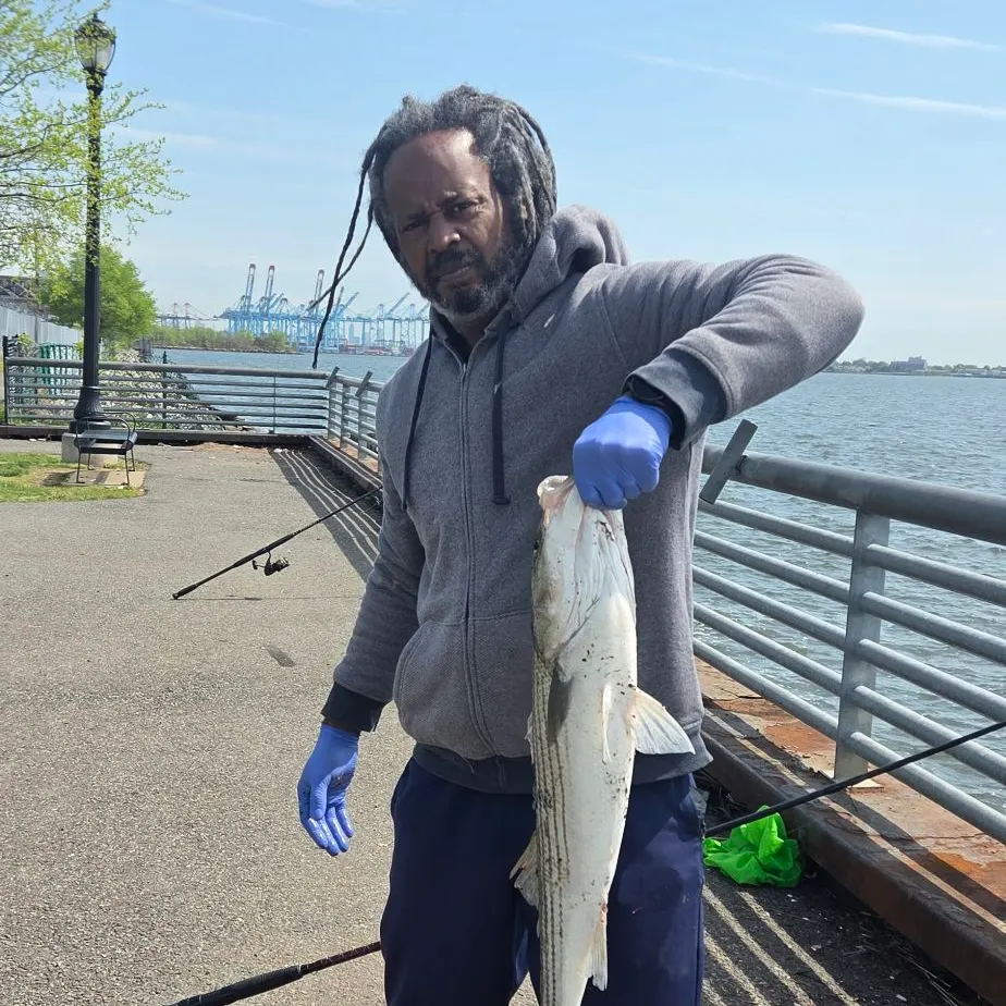 The most recent Striped bass catches on Fishbrain