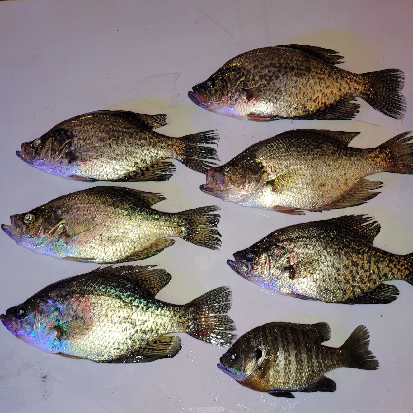 recently logged catches